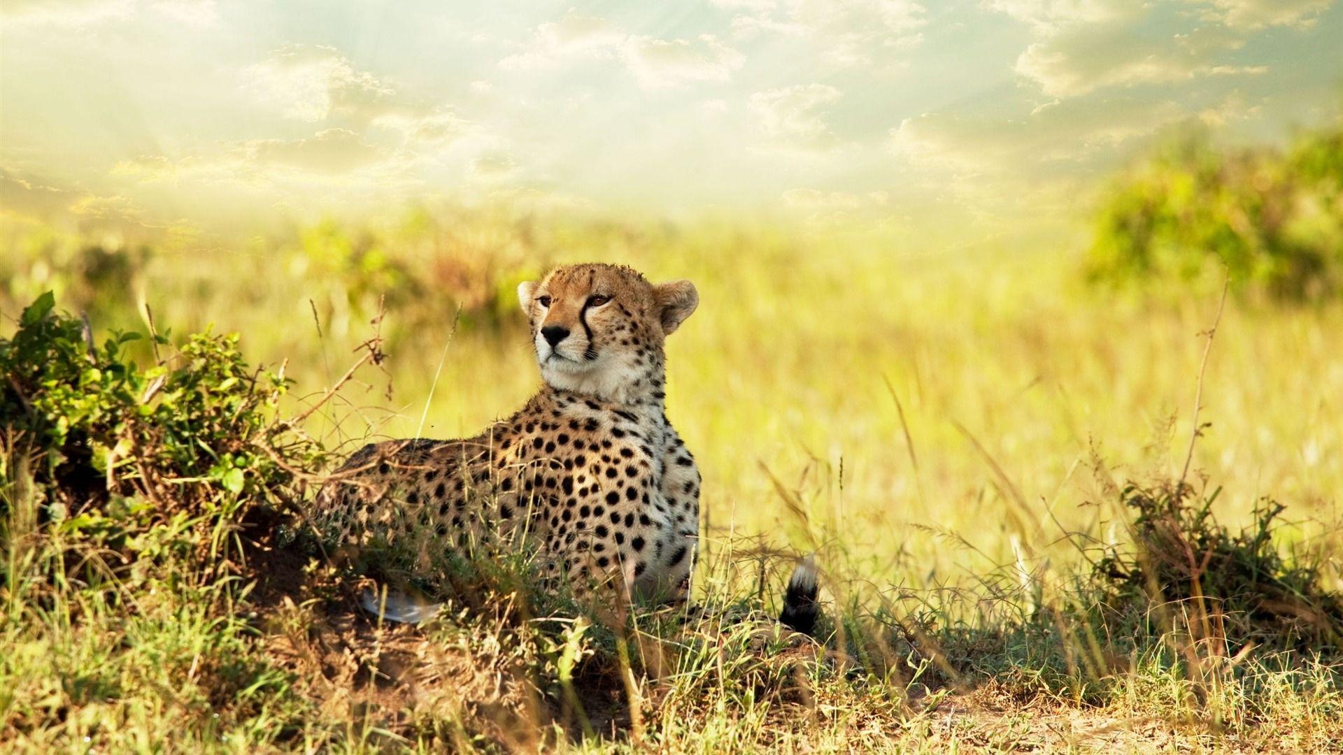 Find over 100+ of the best free african animal images. African Animals Wallpapers Top Free African Animals Backgrounds Wallpaperaccess