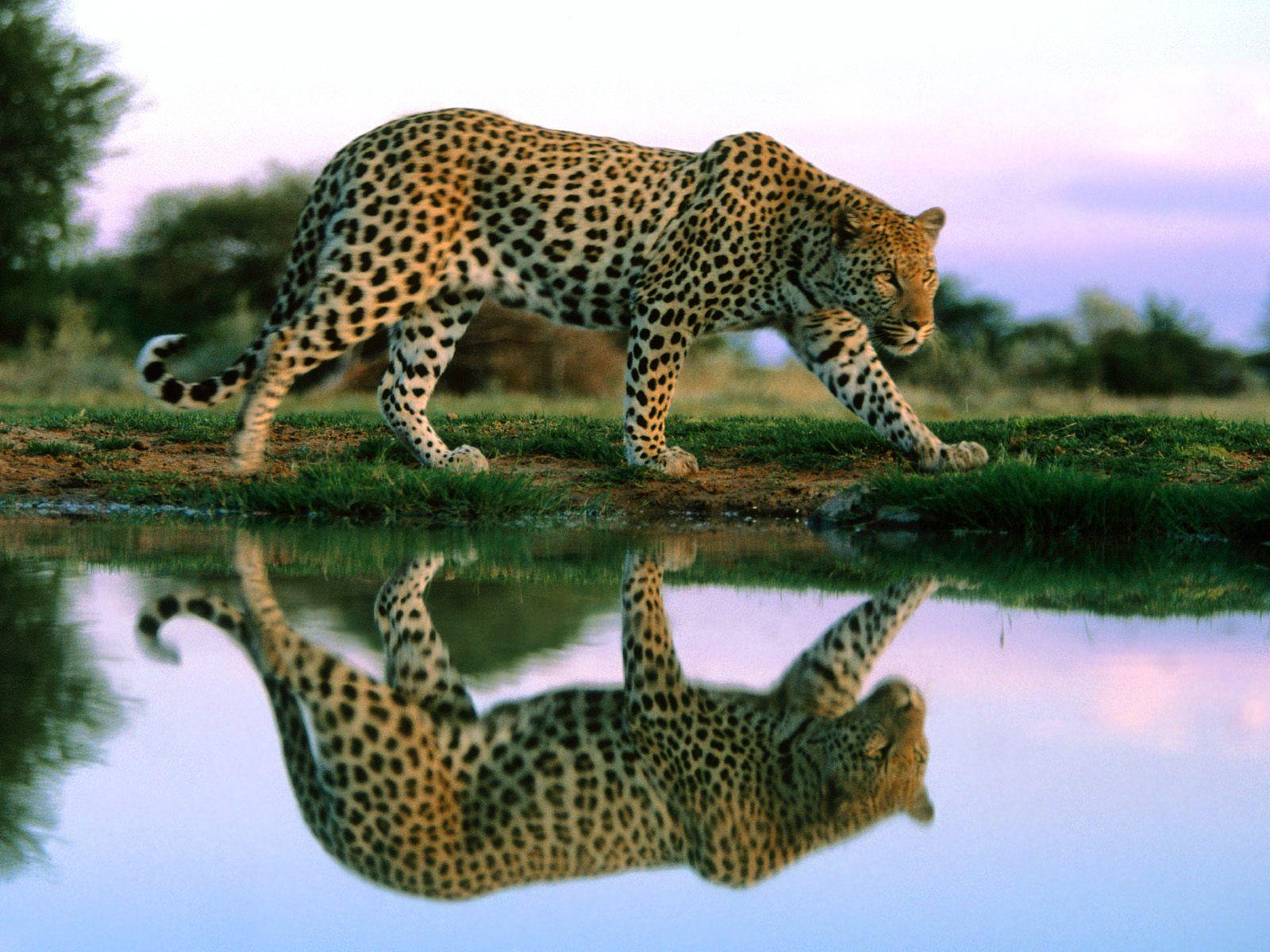 Free for commercial use ✓ no attribution required . African Animals Wallpapers Top Free African Animals Backgrounds Wallpaperaccess
