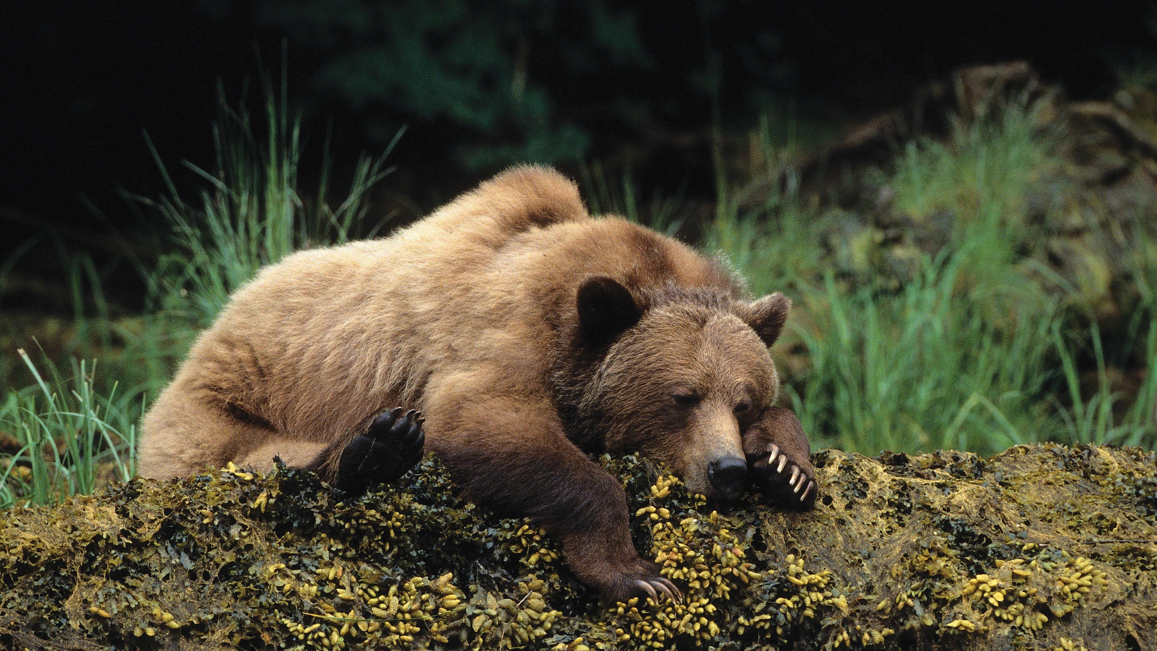 But along with these obviously. Brown Bears Wallpapers Top Free Brown Bears Backgrounds Wallpaperaccess