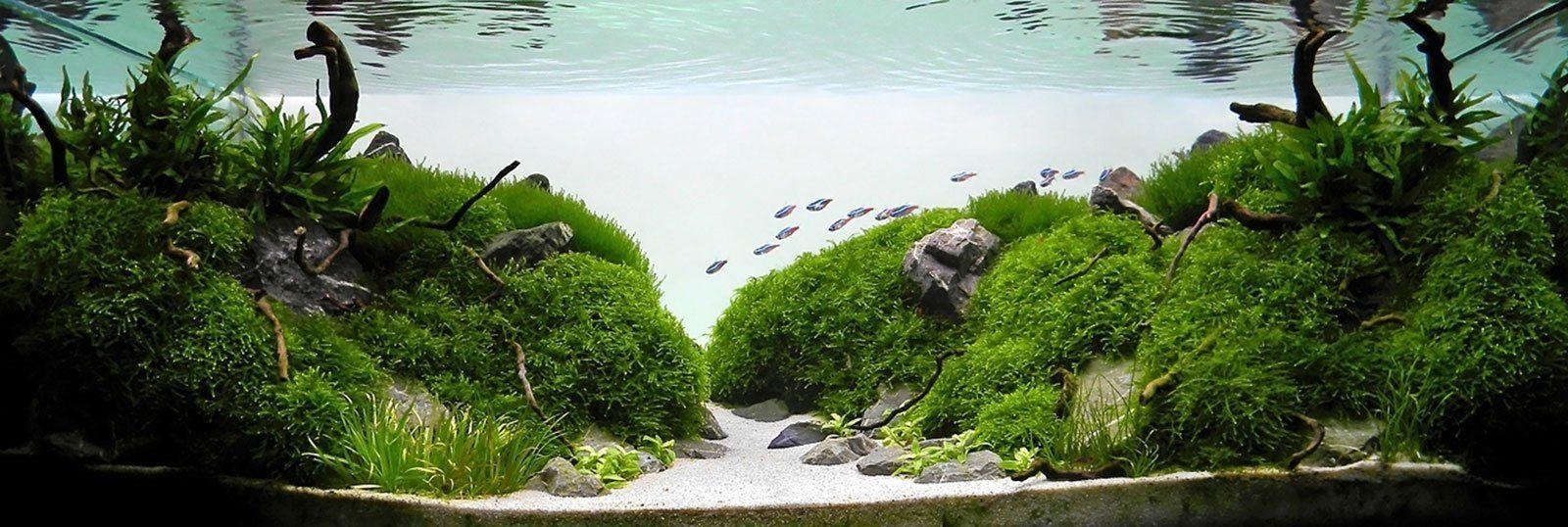 25/09/2021 · most common styles of aquascape; Aquascape Wallpapers Top Free Aquascape Backgrounds Wallpaperaccess