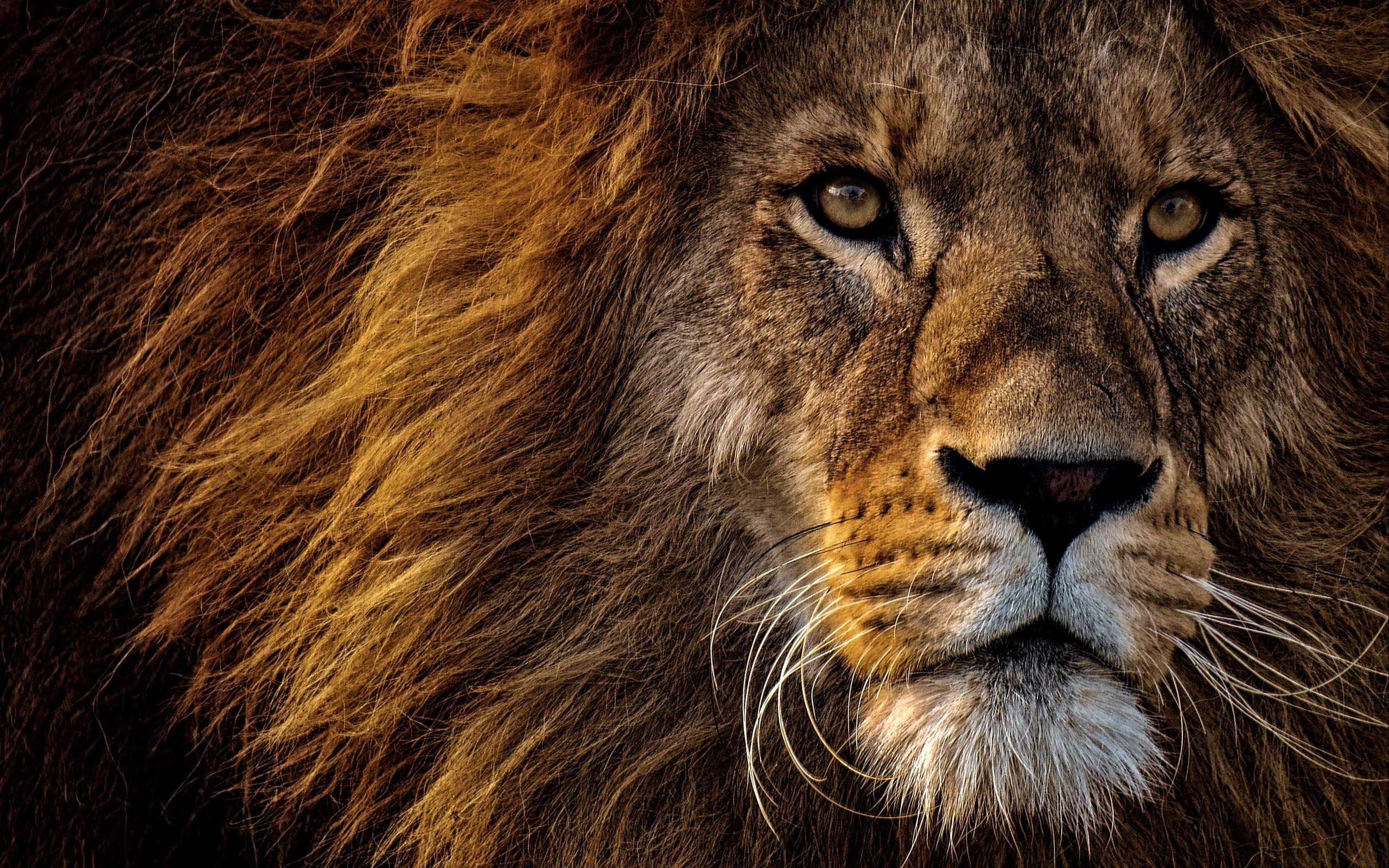 In this article, we will show you how. Lion Eyes Wallpapers Top Free Lion Eyes Backgrounds Wallpaperaccess