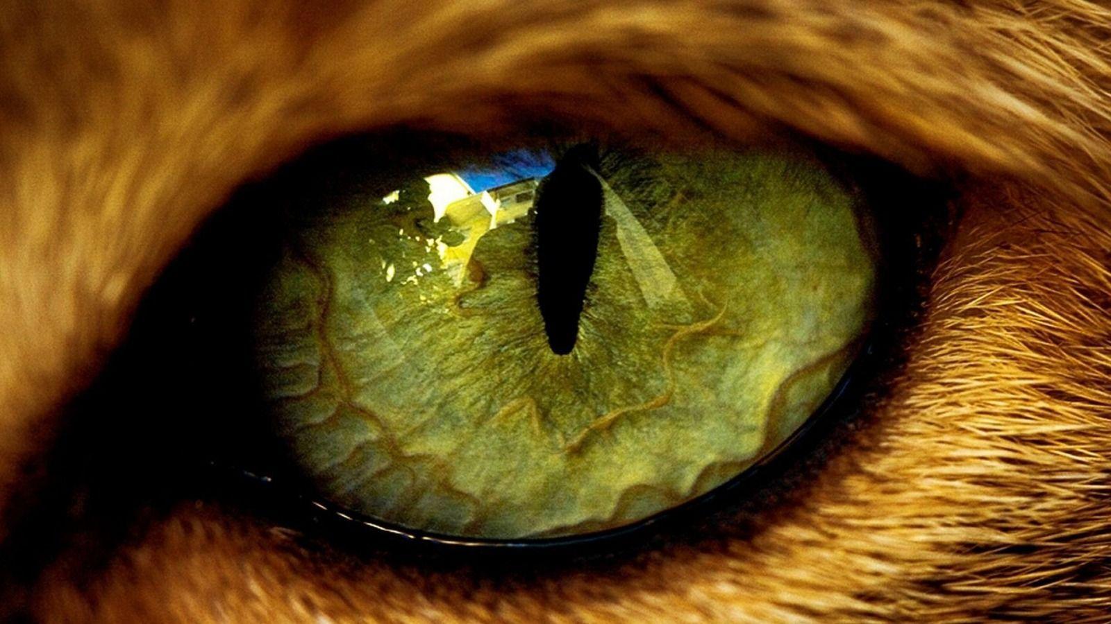 Download and discover more similar hd wallpaper on . Lion Eyes Wallpapers Top Free Lion Eyes Backgrounds Wallpaperaccess