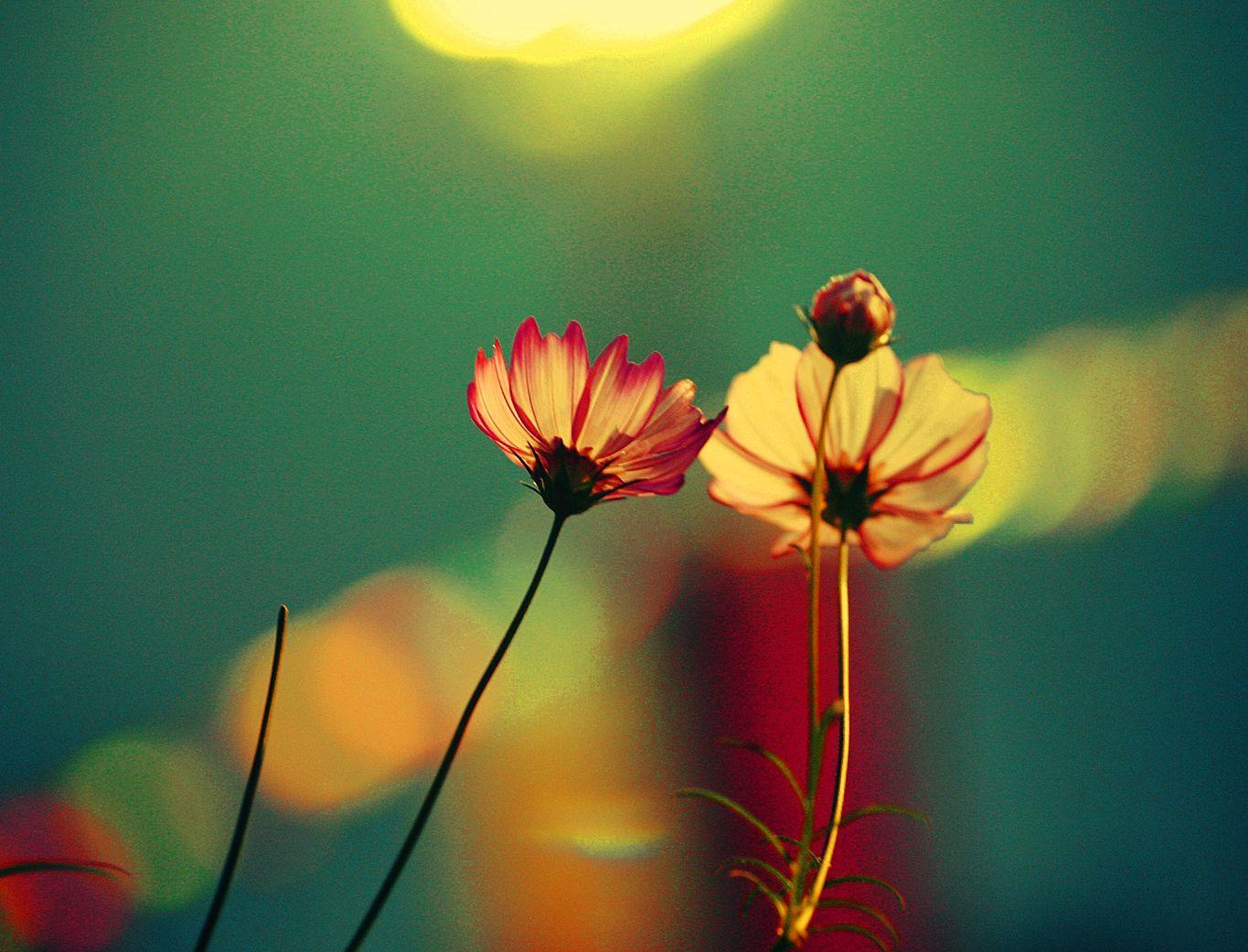 Sad dp images download for boys girls &amp; Whatsapp Dp Wallpapers Top Free Whatsapp Dp Backgrounds Wallpaperaccess