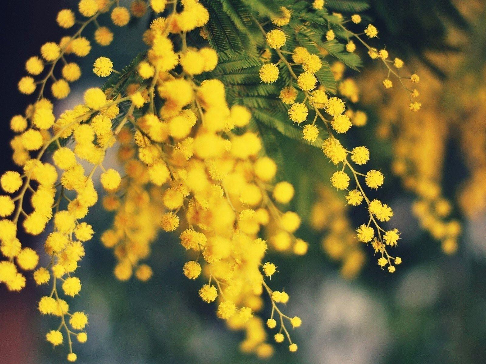 Scarica Gratis immagini Mimosa Wallpapers Top Free Mimosa Backgrounds Wallpaperaccess ultima da parte di