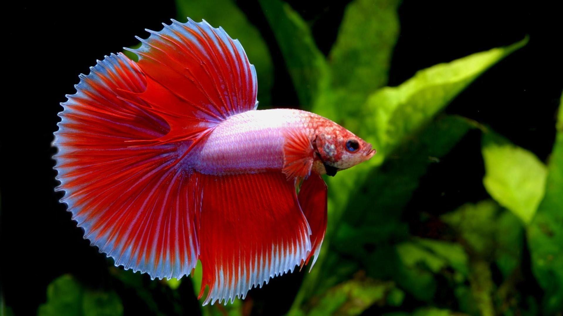 Betta fish desktop wallpapers