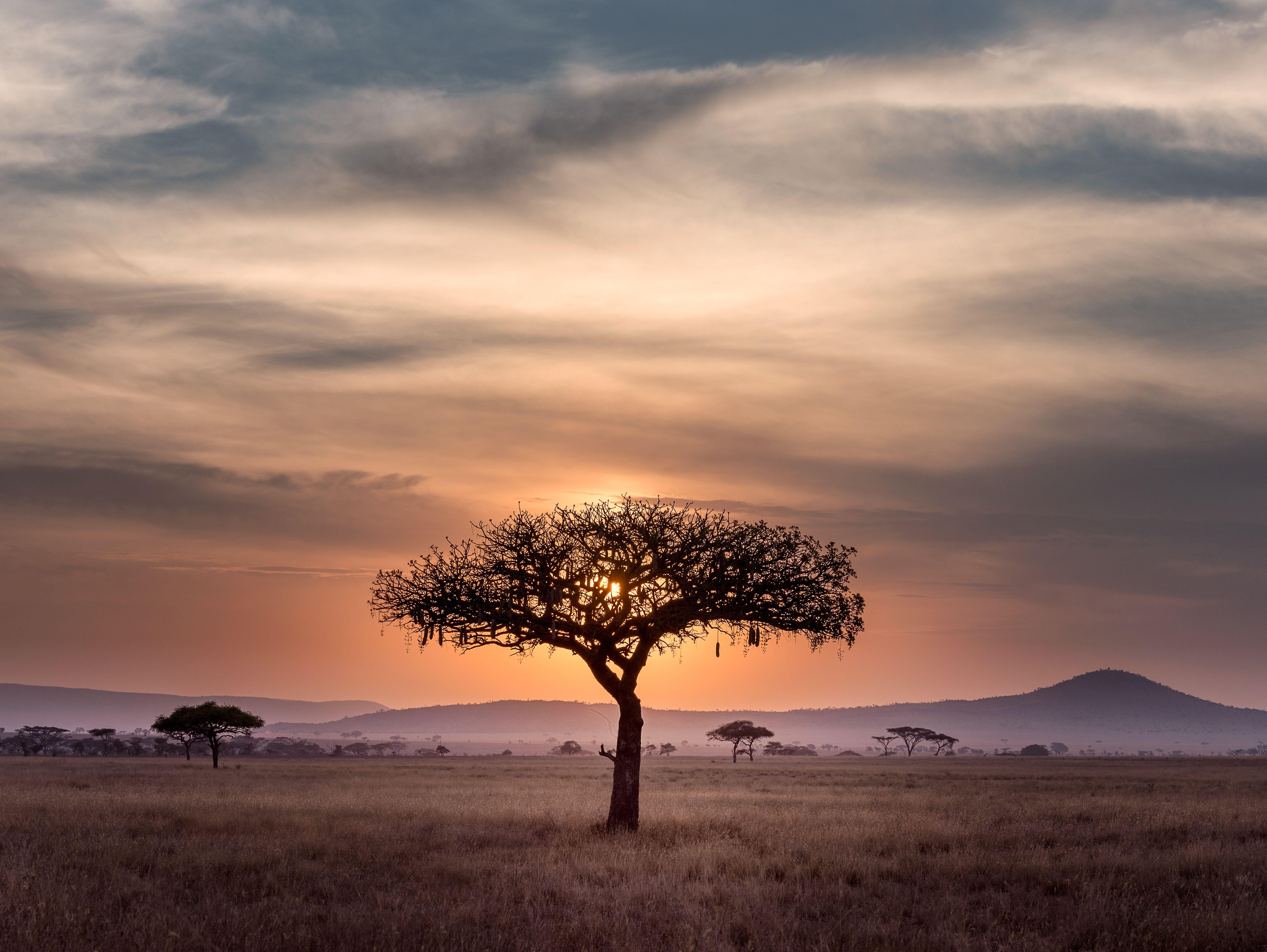 Serengeti wallpapers