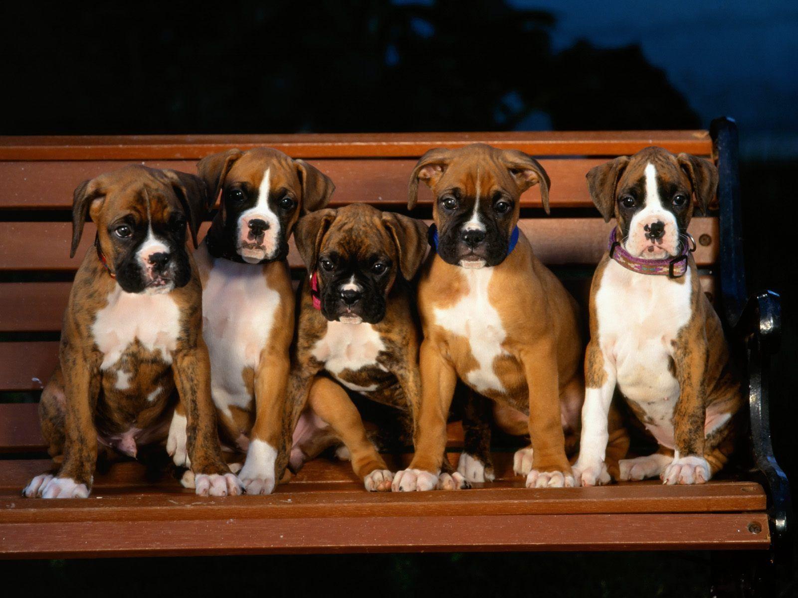 There is a long list of why dogs are such a wonderful companion to have, some of the reasons include their loyal nature, their loving disposition, and protective instincts. Boxer Puppies Wallpapers Top Free Boxer Puppies Backgrounds Wallpaperaccess