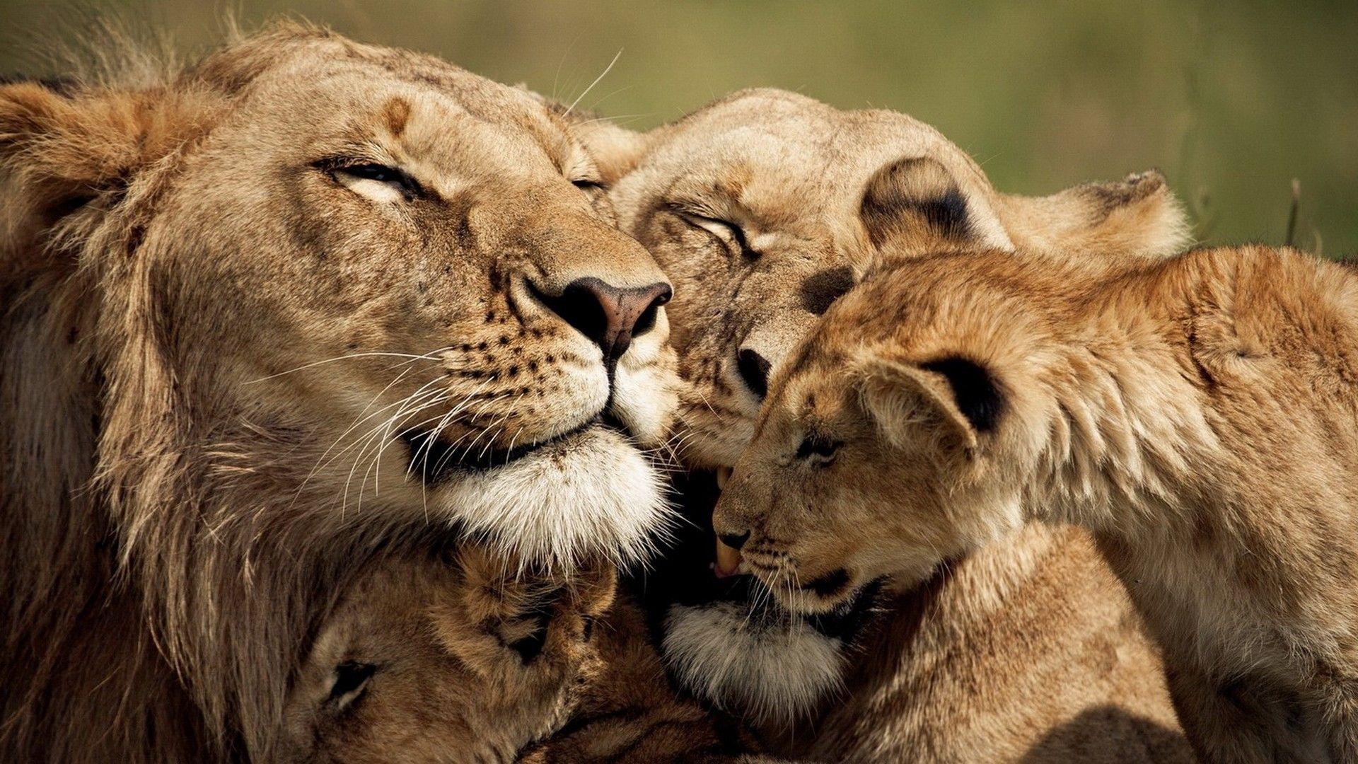 Lion family wallpapers