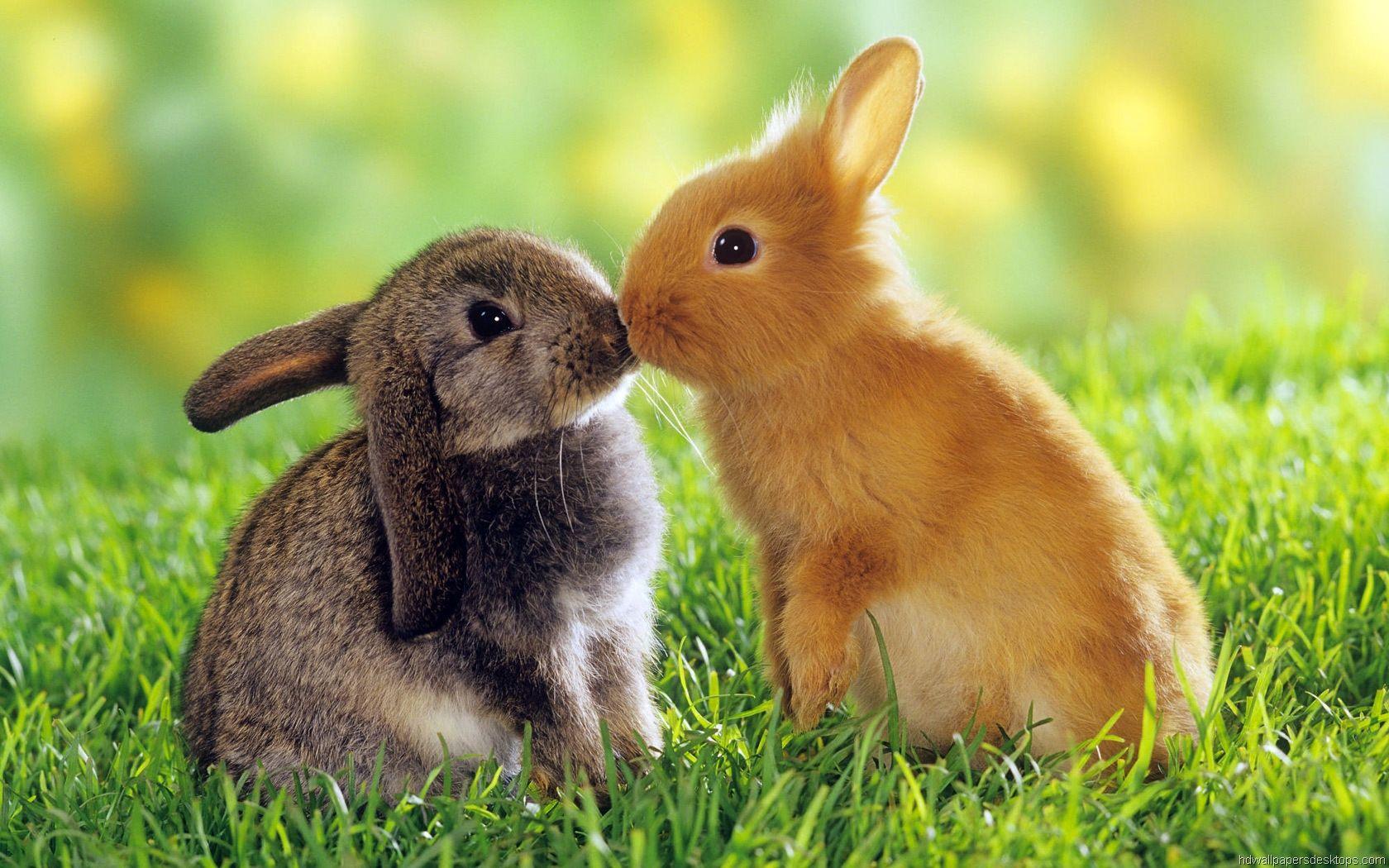 Loving animals may have been passed down genetically from ancestors who appreciated their services. Animal Love Wallpapers Top Free Animal Love Backgrounds Wallpaperaccess