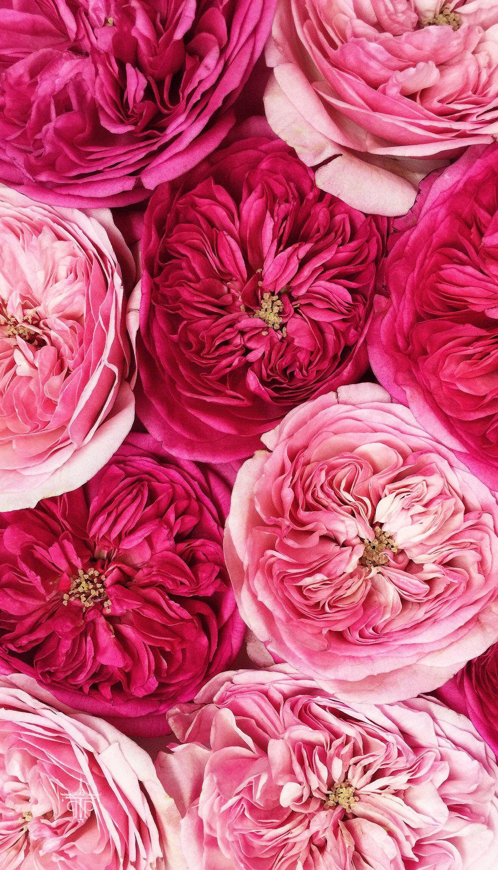 Stay tuned for the latest information about all new phones, major operating systems, manufacturers and carriers. Floral Phone Wallpapers Top Free Floral Phone Backgrounds Wallpaperaccess