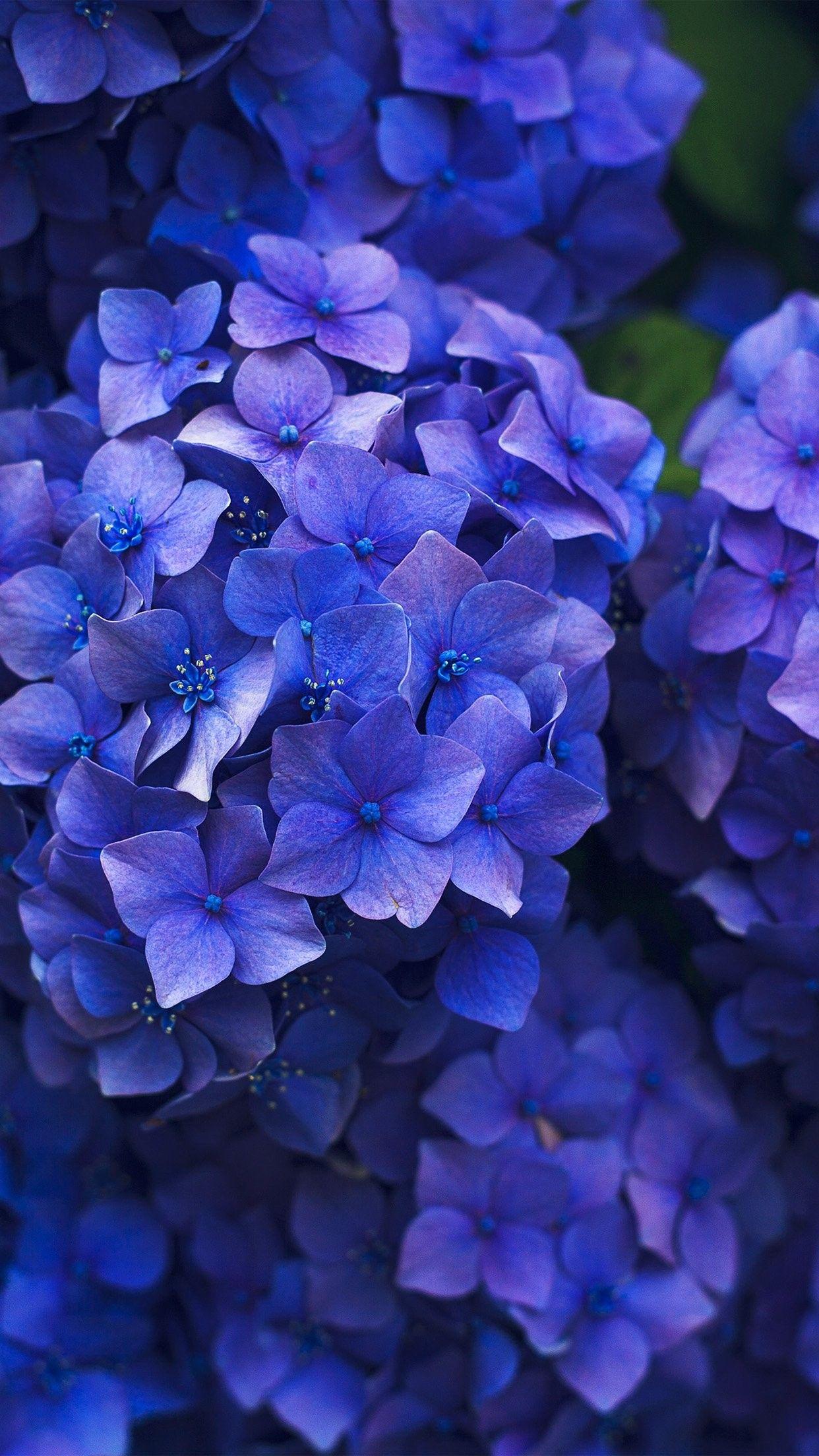 Flowers play a big role in our lives. Blue Flower Iphone Wallpapers Top Free Blue Flower Iphone Backgrounds Wallpaperaccess