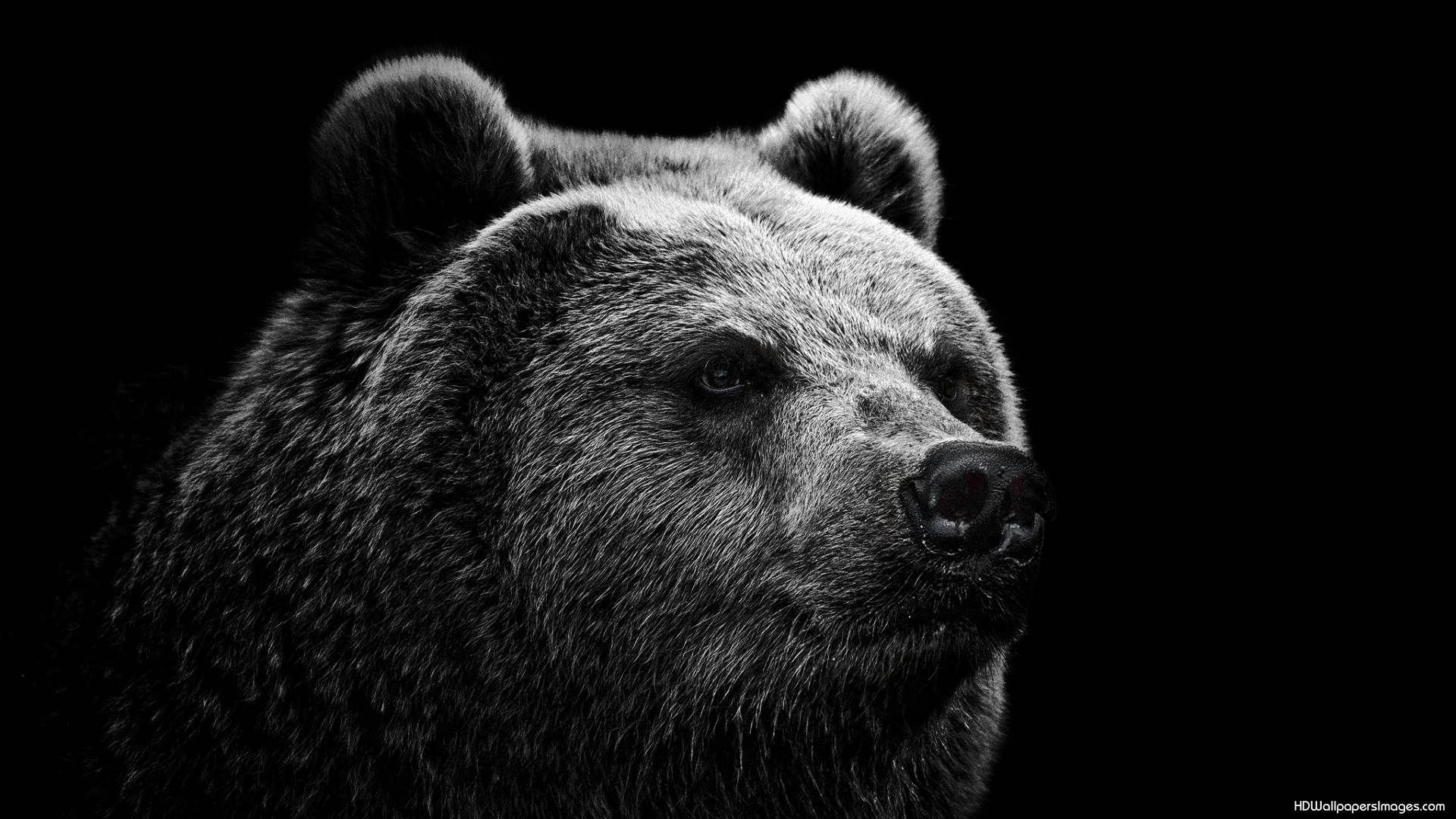 Bears Logo Black Background - Dark Bear Wallpapers Top Free Dark Bear Backgrounds Wallpaperaccess