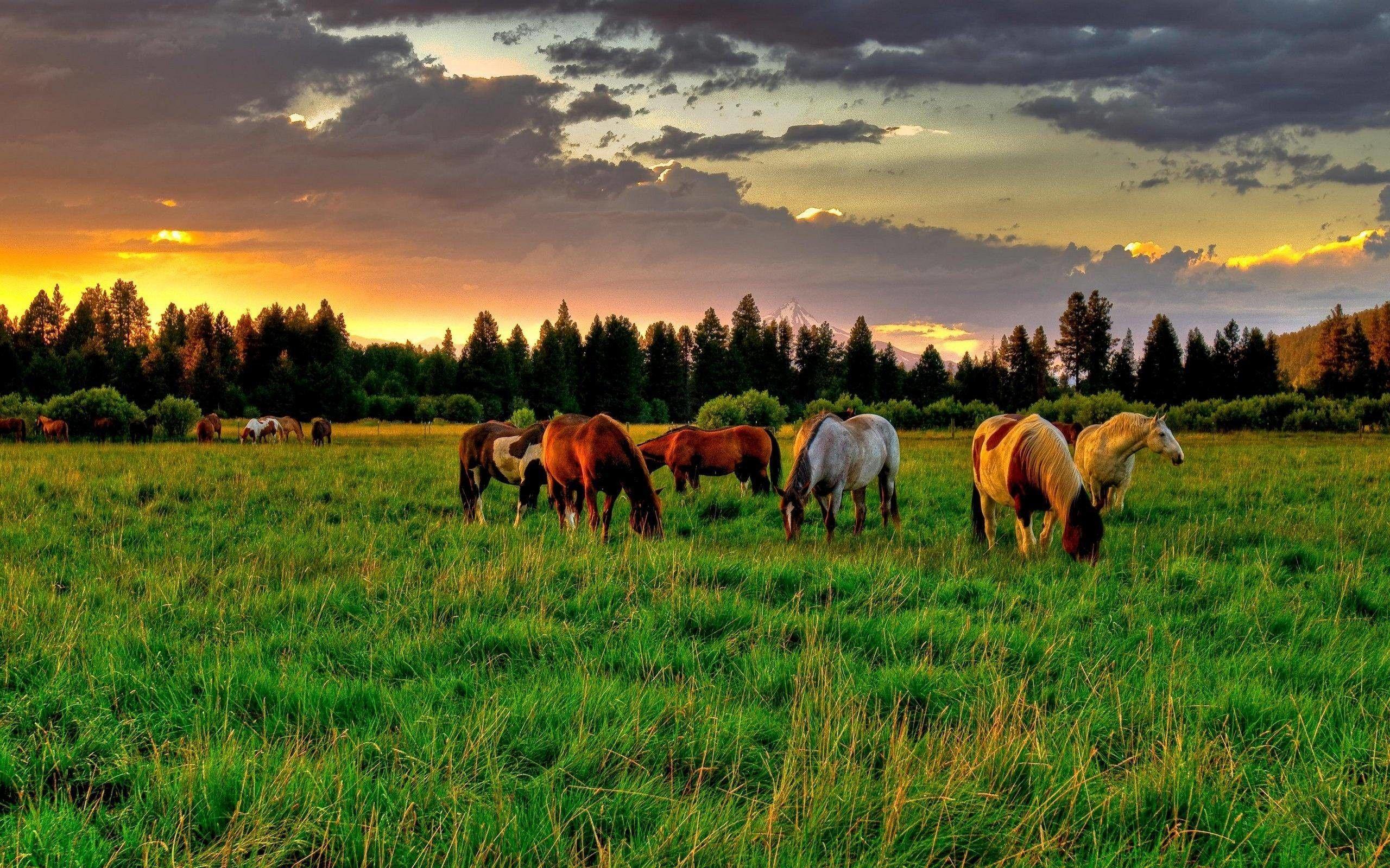 Computer horse wallpapers, desktop backgrounds px resolution: Horse Pc Wallpapers Top Free Horse Pc Backgrounds Wallpaperaccess