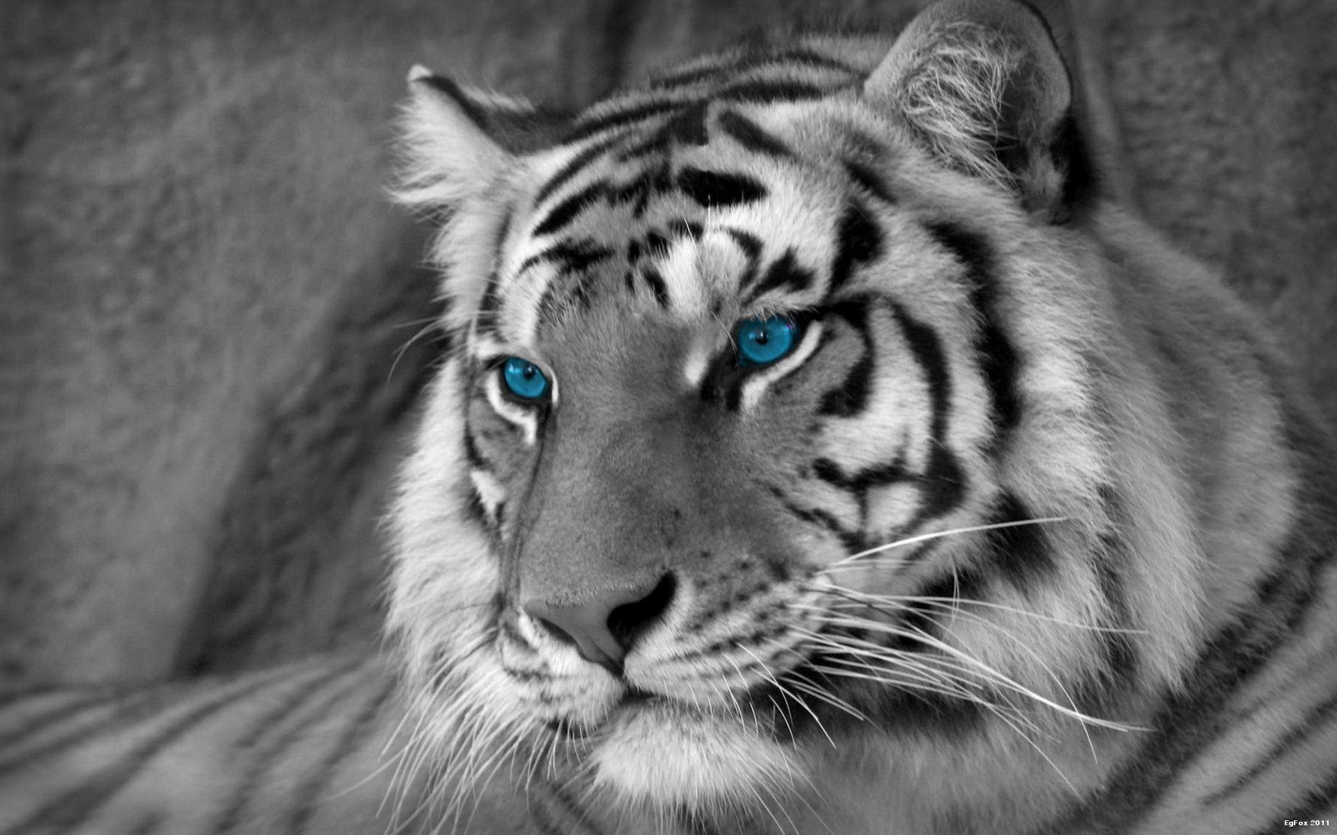 Explore 3d tiger wallpaper on wallpapersafari | find more items about tiger wallpaper, white tiger hd wallpaper, free tiger wallpapers · more like this. White Tiger Desktop Wallpapers Top Free White Tiger Desktop Backgrounds Wallpaperaccess