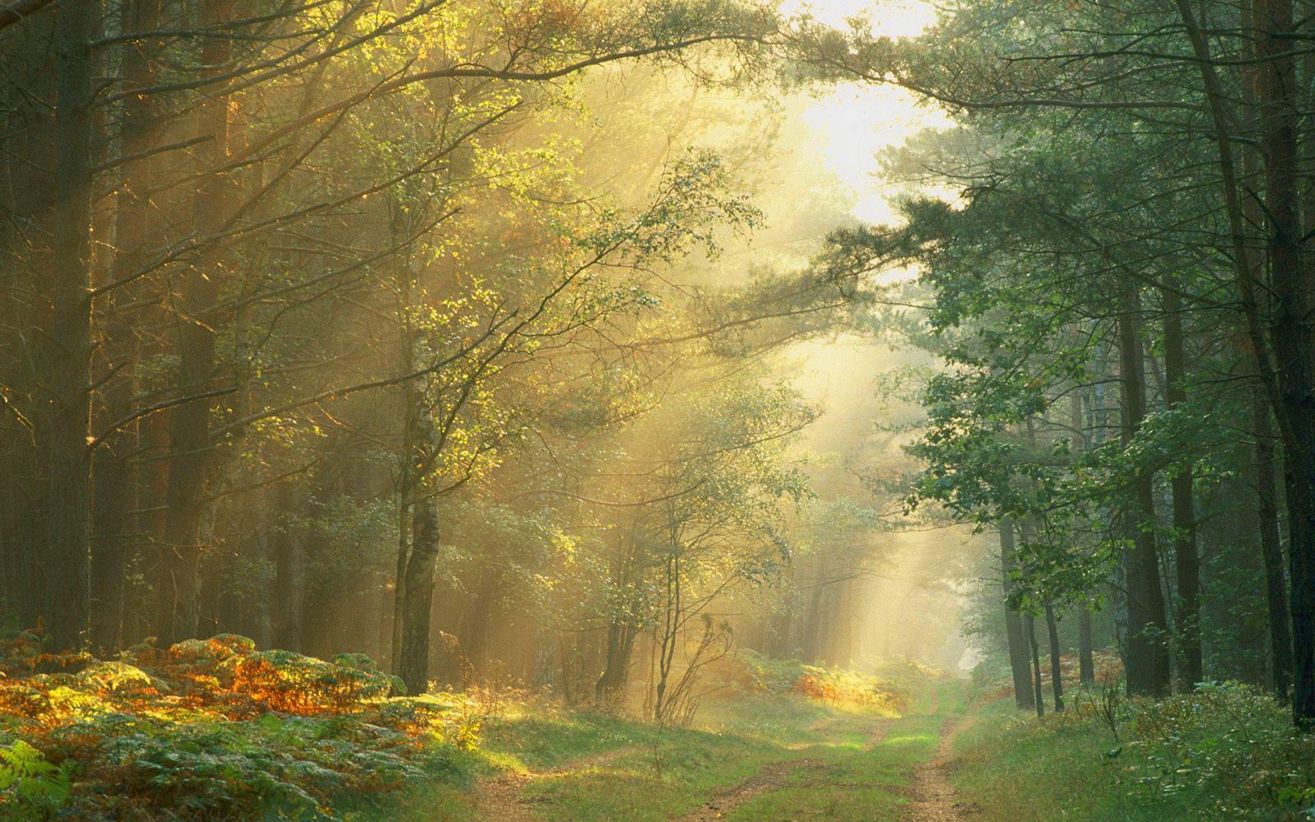 Morning Forest Wallpapers Top Free Morning Forest Backgrounds Morning Forest Wallpapers Top Free Morning Forest Backgrounds
