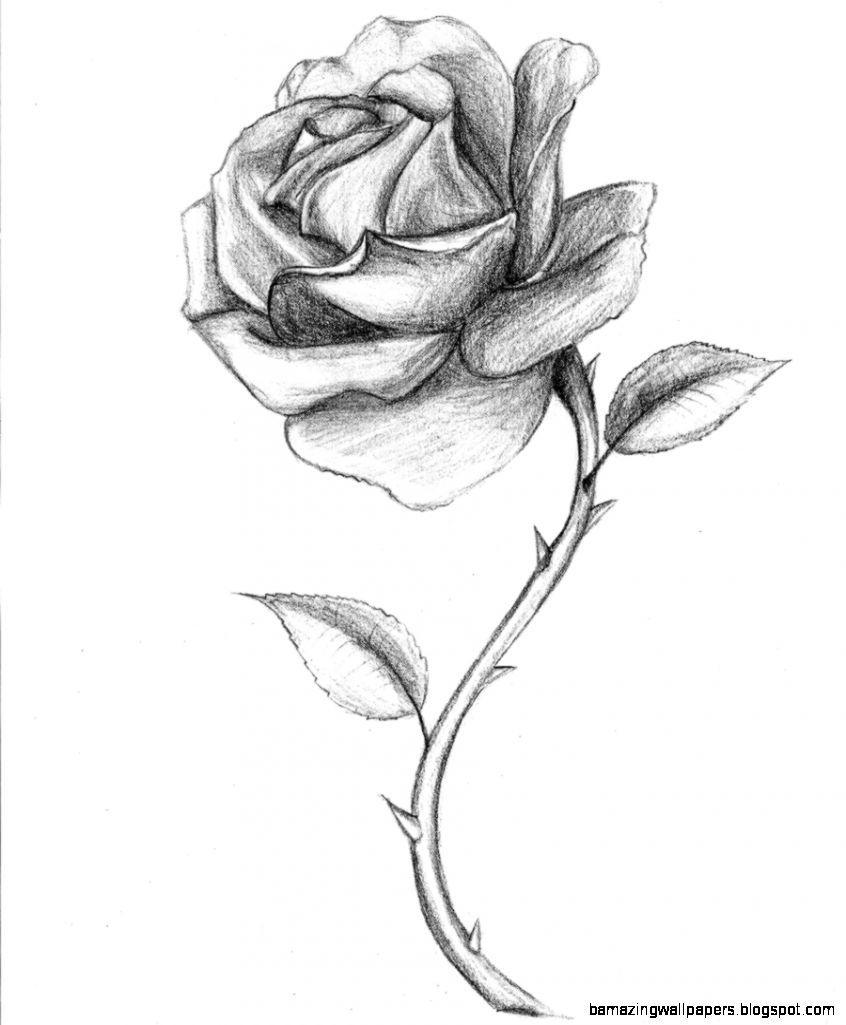 Rose drawing wallpapers