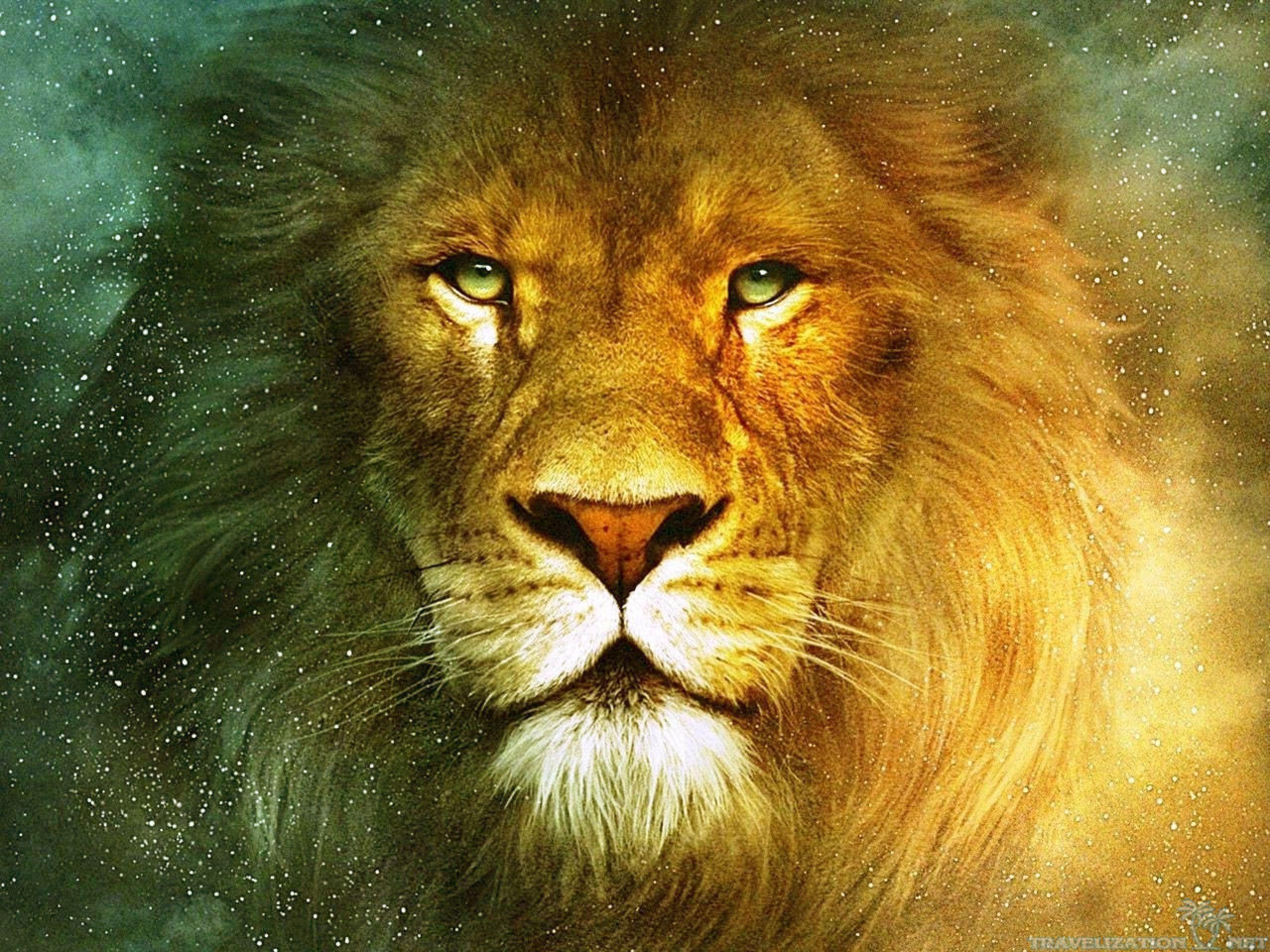 Fierce lion wallpapers