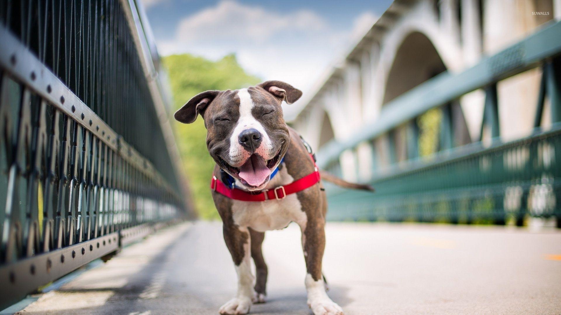 Pit bull dog is the common name for a type of dog. Pitbull Wallpapers Top Free Pitbull Backgrounds Wallpaperaccess