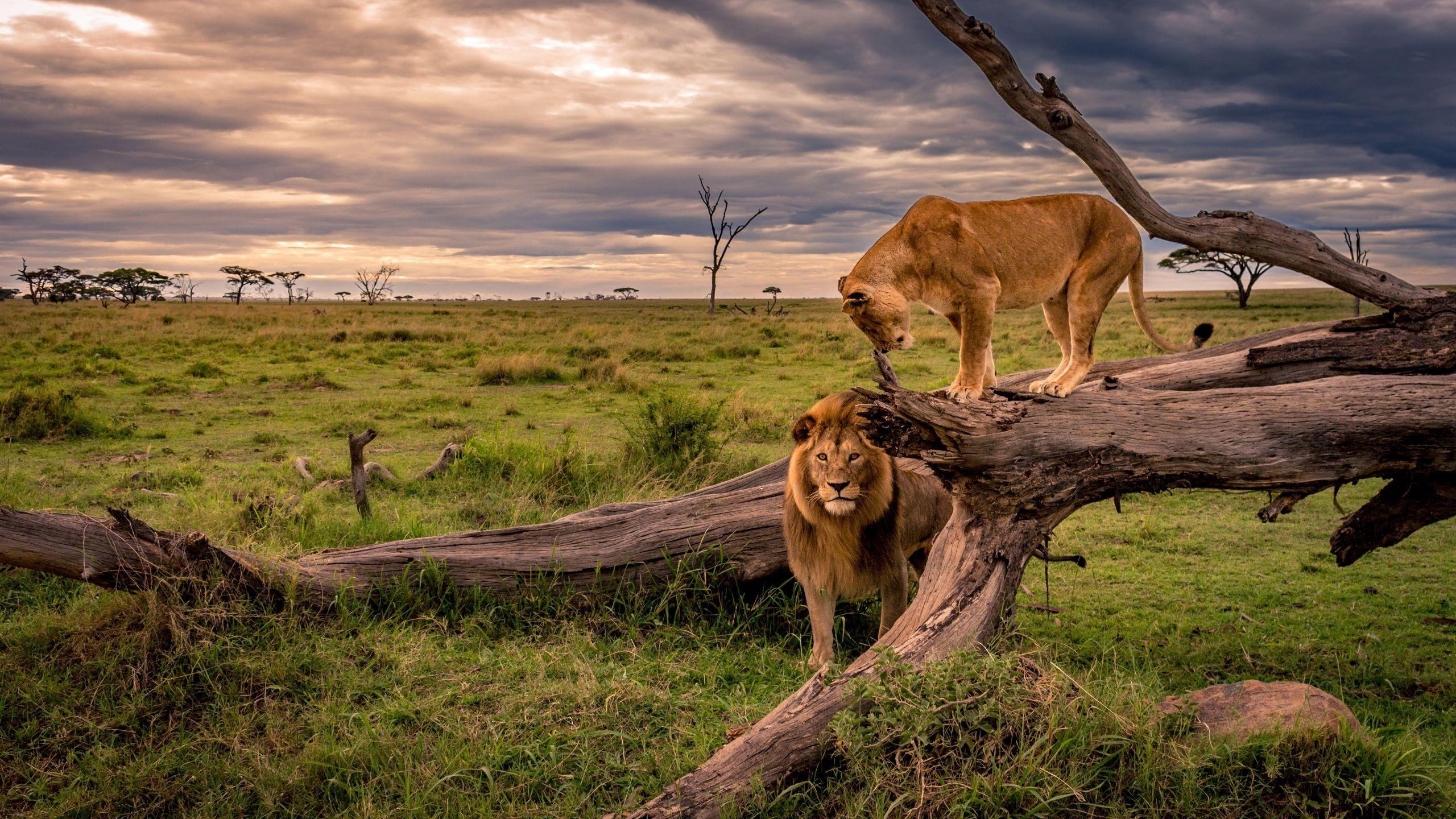 African lion wallpapers