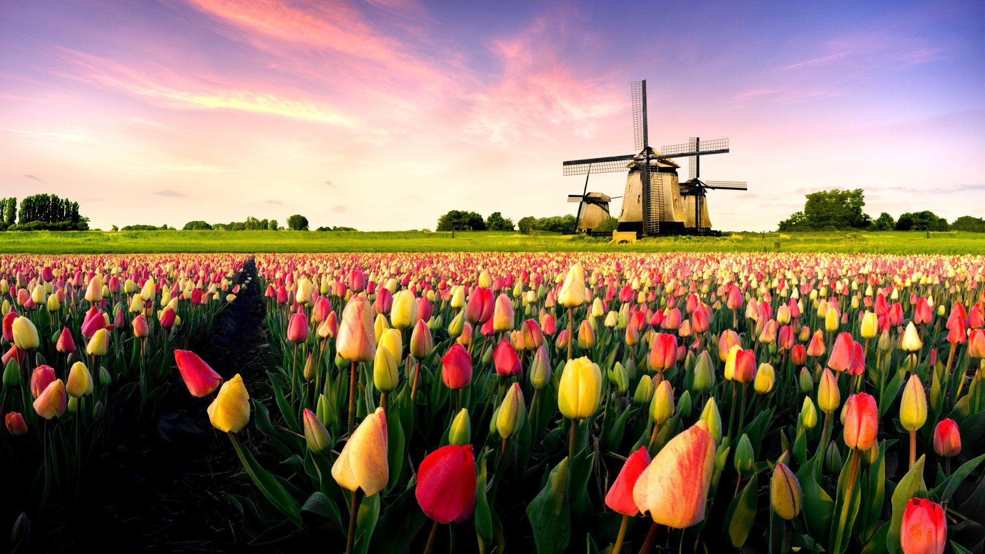 Holland tulips wallpapers