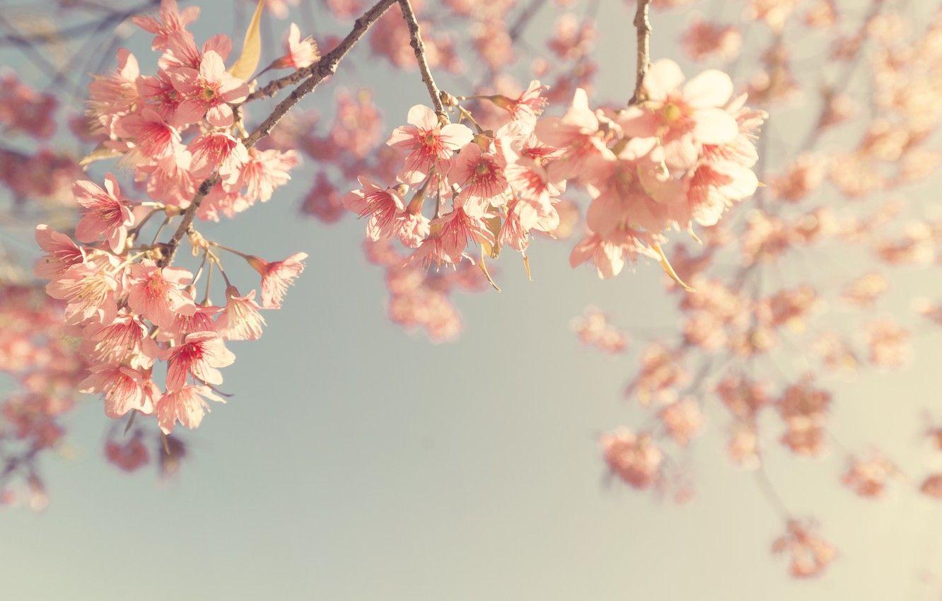 Vintage spring desktop wallpapers