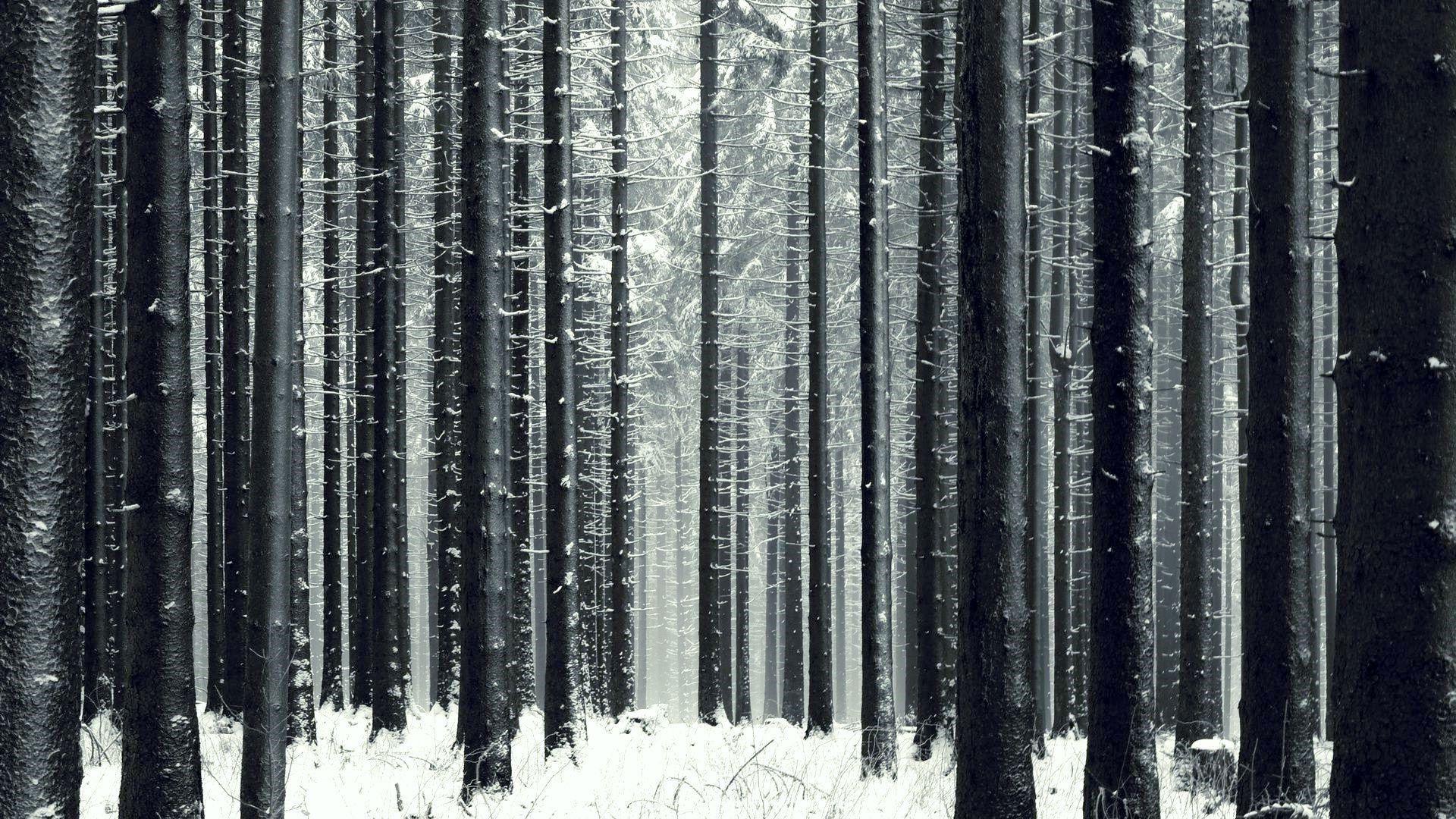 A collection of the top 55 winter forest wallpapers and backgrounds available for download for free. Dark Winter Forest Wallpapers Top Free Dark Winter Forest Backgrounds Wallpaperaccess