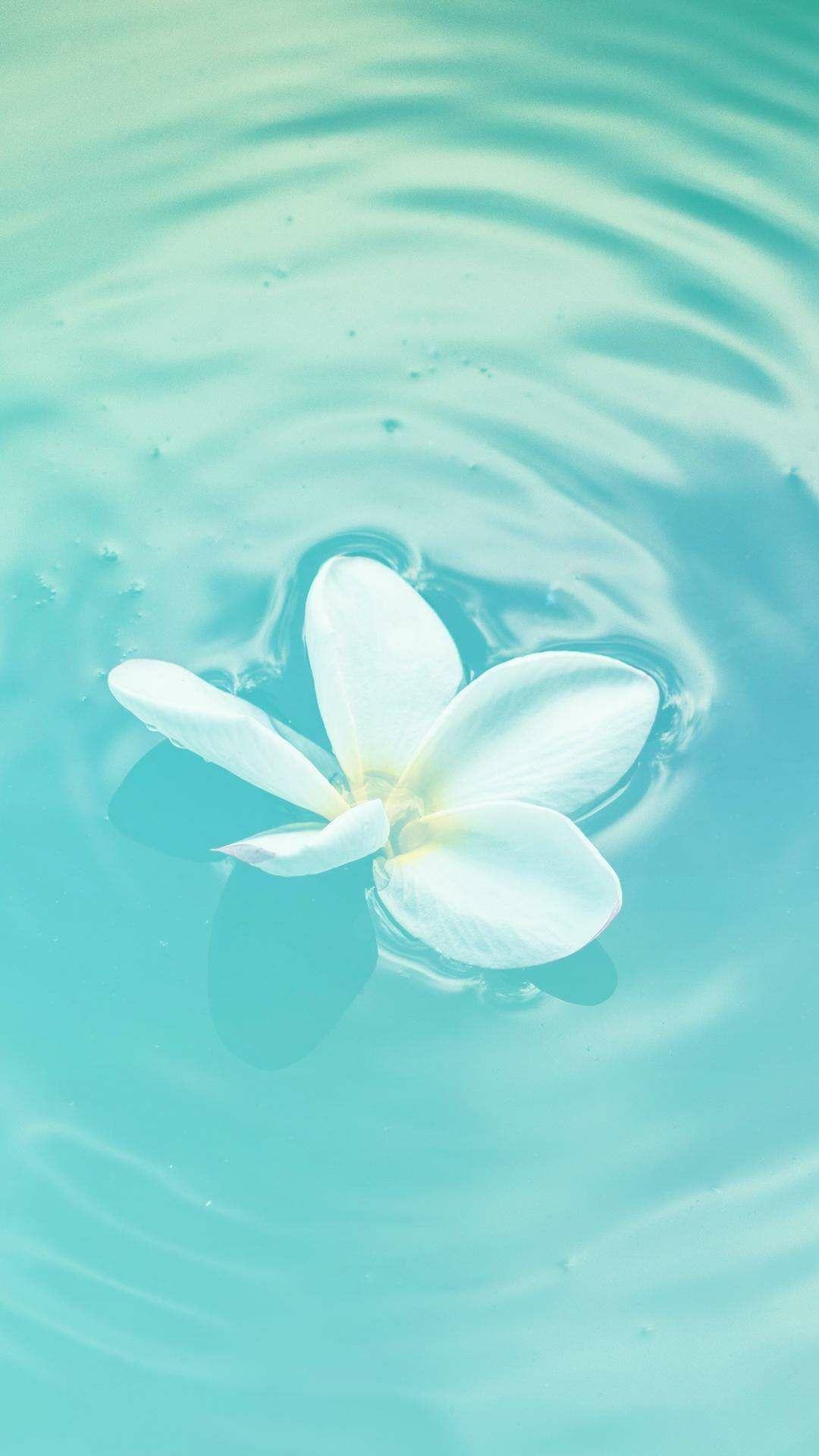 Find best aqua blue aesthetic wallpaper and ideas by device, resolution, and quality (hd, 4k) from a curated website list Aqua Iphone Wallpapers Top Free Aqua Iphone Backgrounds Wallpaperaccess