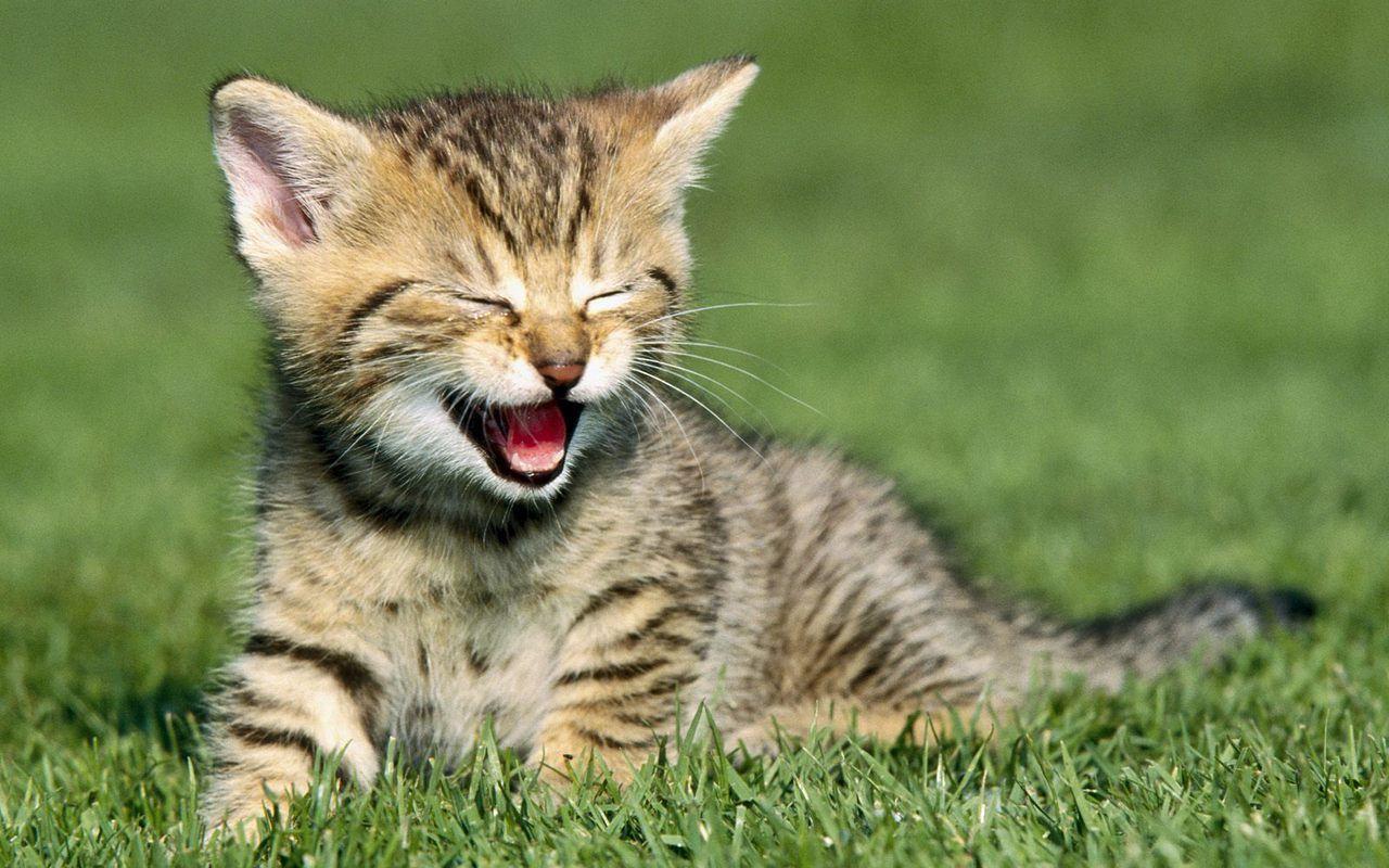Happy cat wallpapers