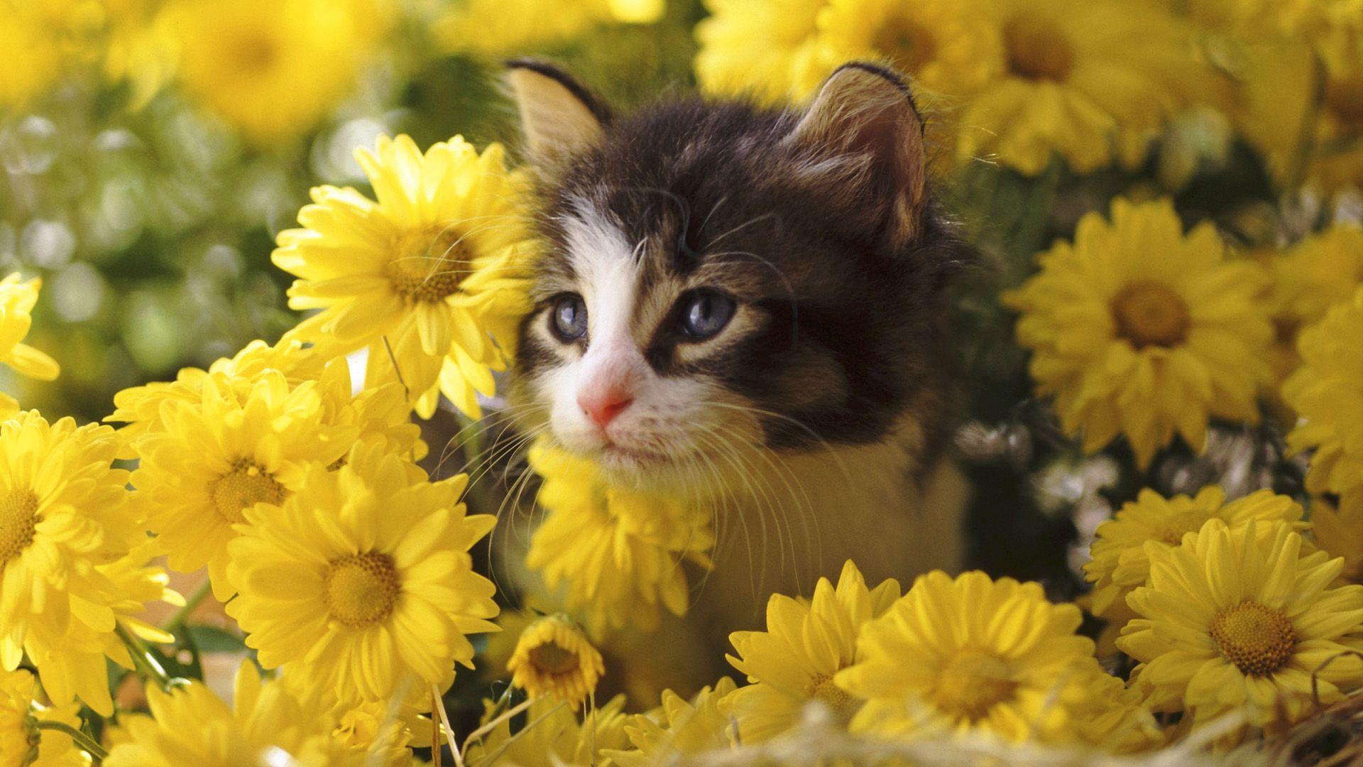 Spring cat wallpapers