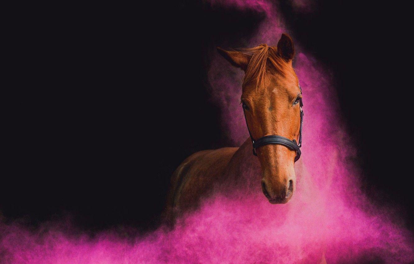 Best 56+ dark horse desktop backgrounds on hipwallpapers. Pink Horse Wallpapers Top Free Pink Horse Backgrounds Wallpaperaccess