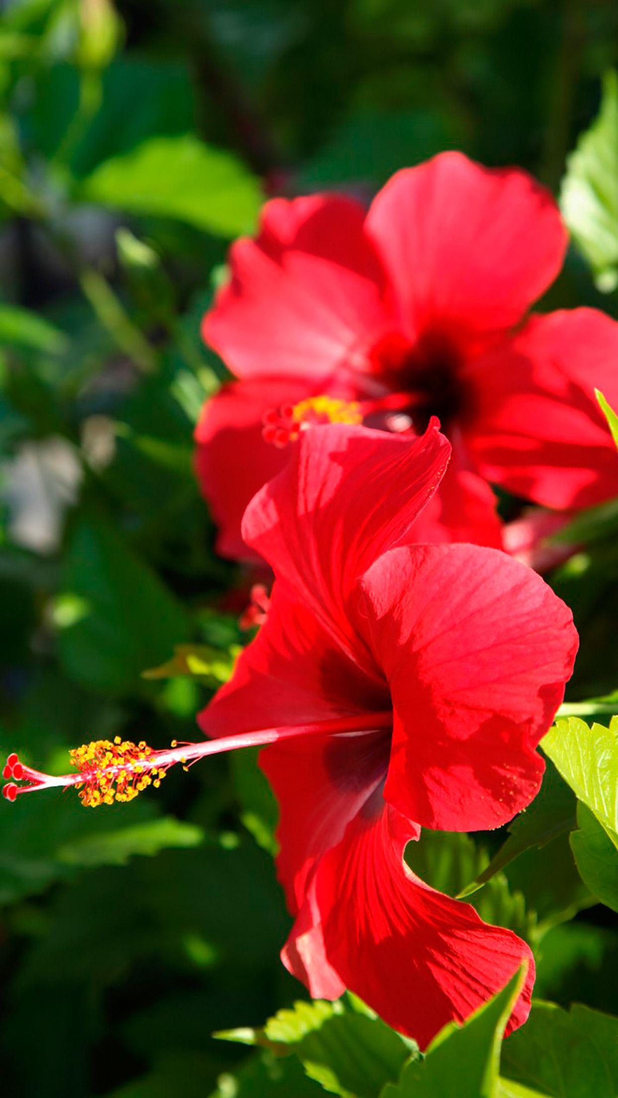 Botanical print wallpaper brings a bit of the great outdoors home. Hibiscus Flower Wallpapers Top Free Hibiscus Flower Backgrounds Wallpaperaccess