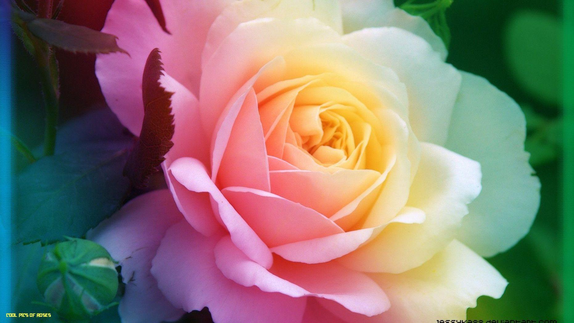 Dreamstime is the world`s largest stock photography community. Cool Flower Wallpapers Top Free Cool Flower Backgrounds Wallpaperaccess