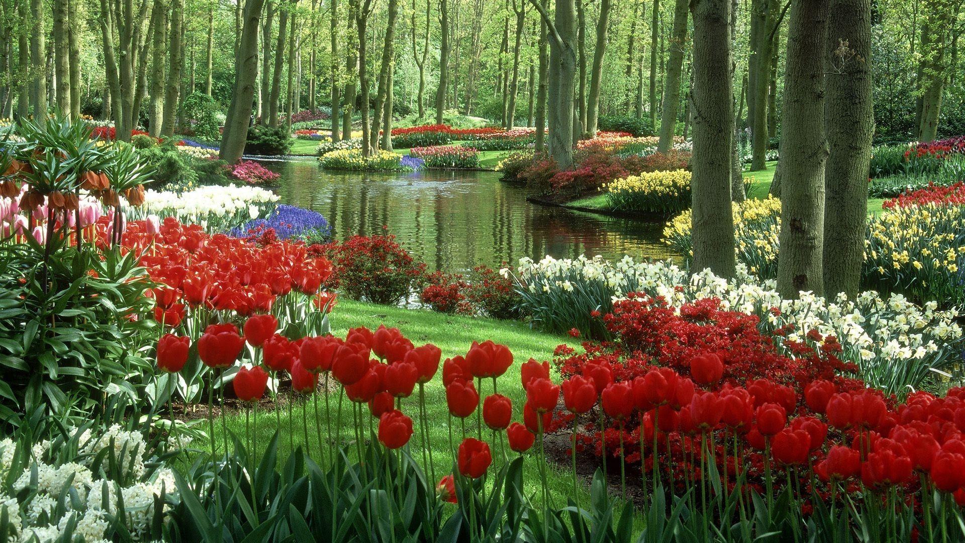 07/10/2021 · flowering at keukenhof parallels that in nature. Keukenhof Wallpapers Top Free Keukenhof Backgrounds Wallpaperaccess