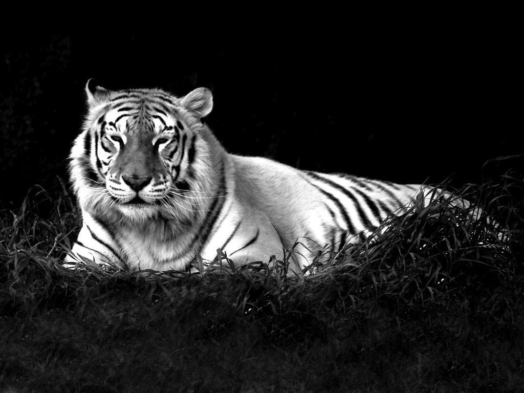 Explore options for black and white bathrooms, plus browse inspiring pictures from hgtv. Black And White Tiger Wallpapers Top Free Black And White Tiger Backgrounds Wallpaperaccess