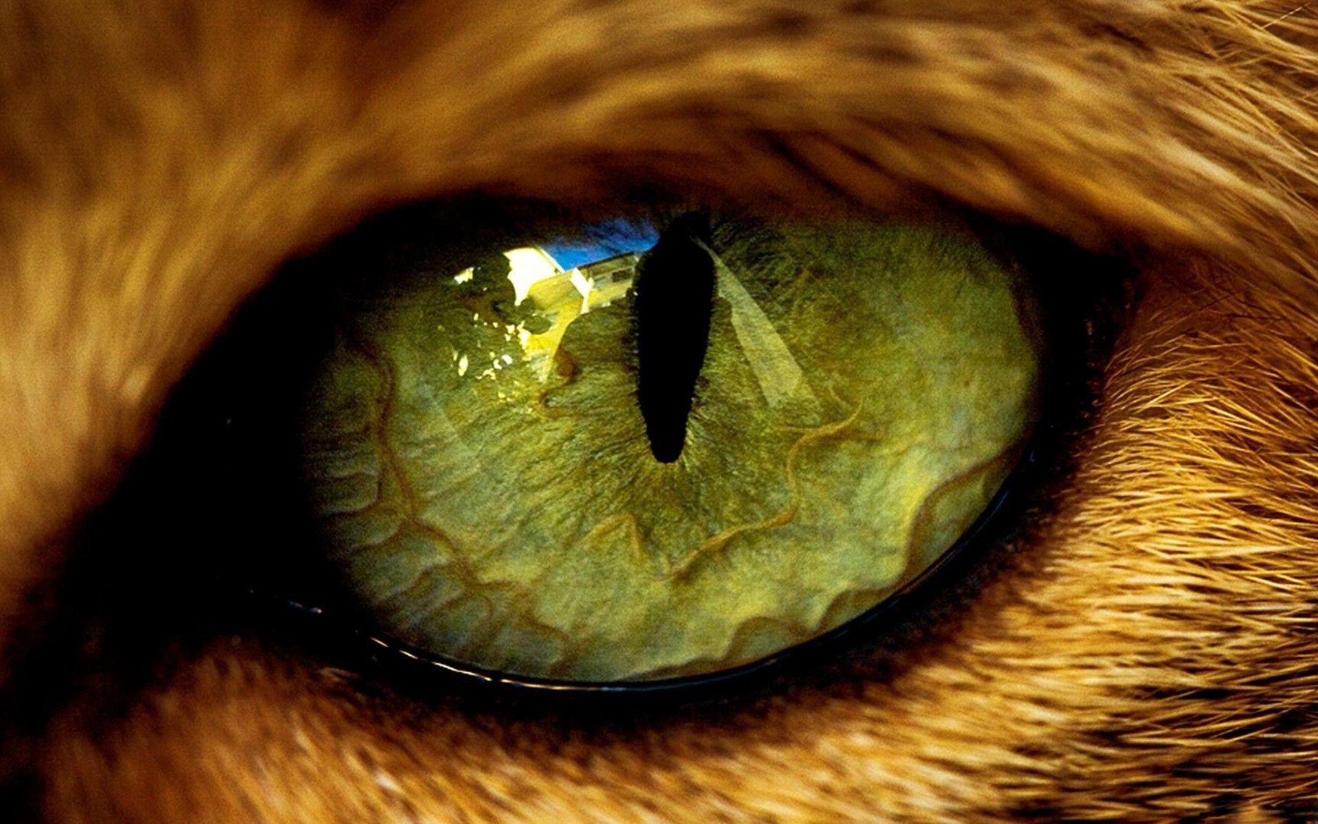 Tiger eyes wallpapers