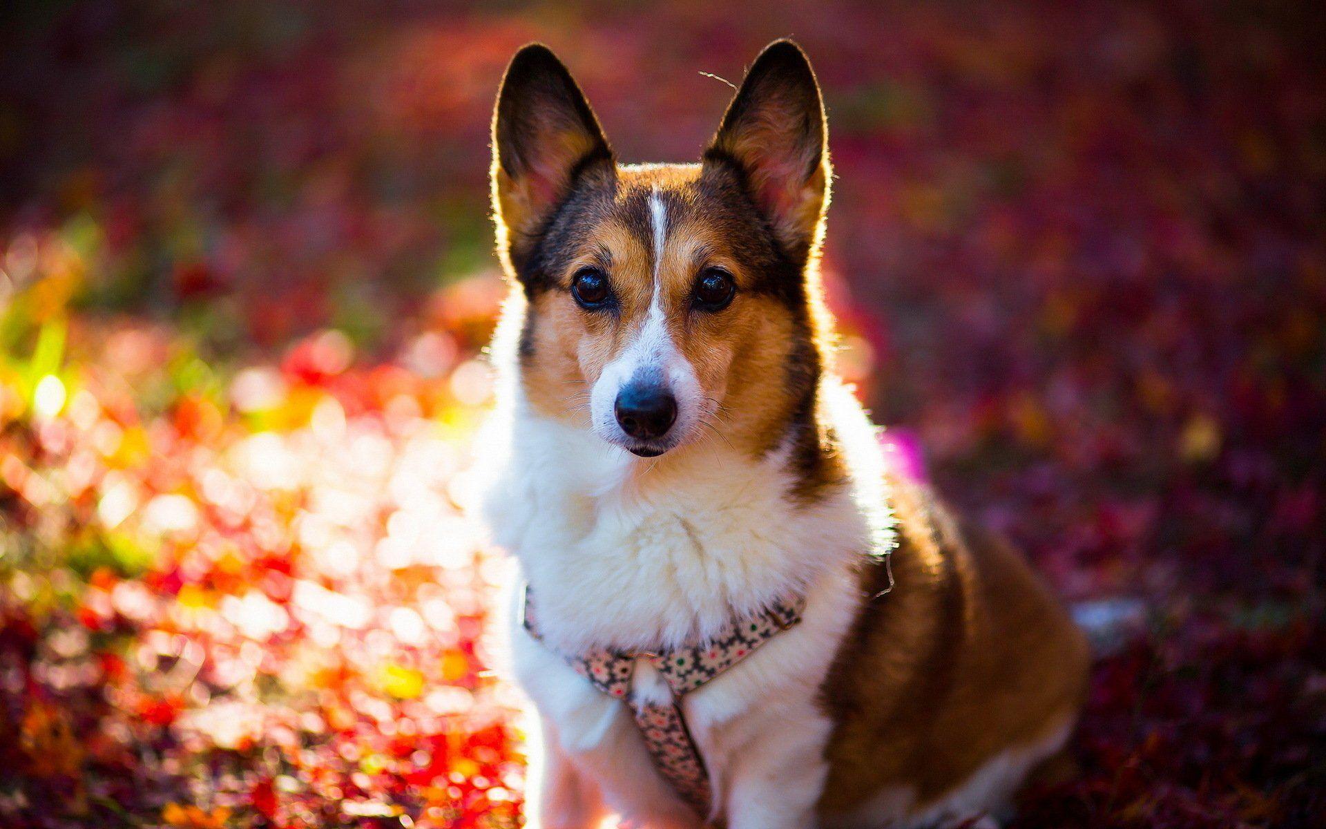 Make your device cooler and more beautiful. Cute Corgi Wallpapers Top Free Cute Corgi Backgrounds Wallpaperaccess