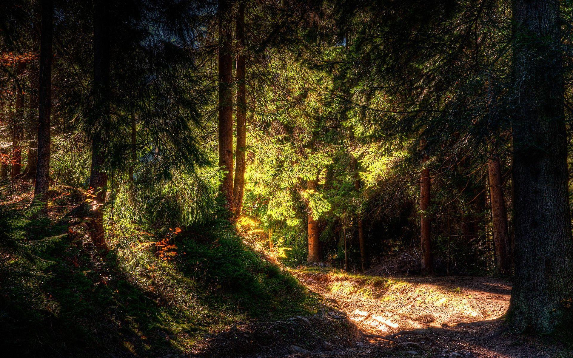 Forest landscape wallpapers