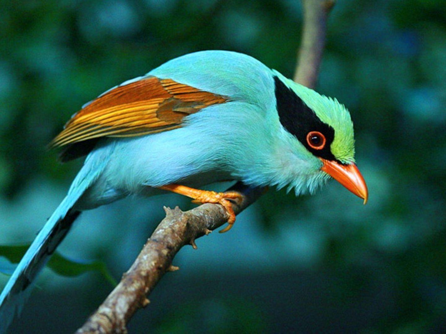 Exotic bird wallpapers