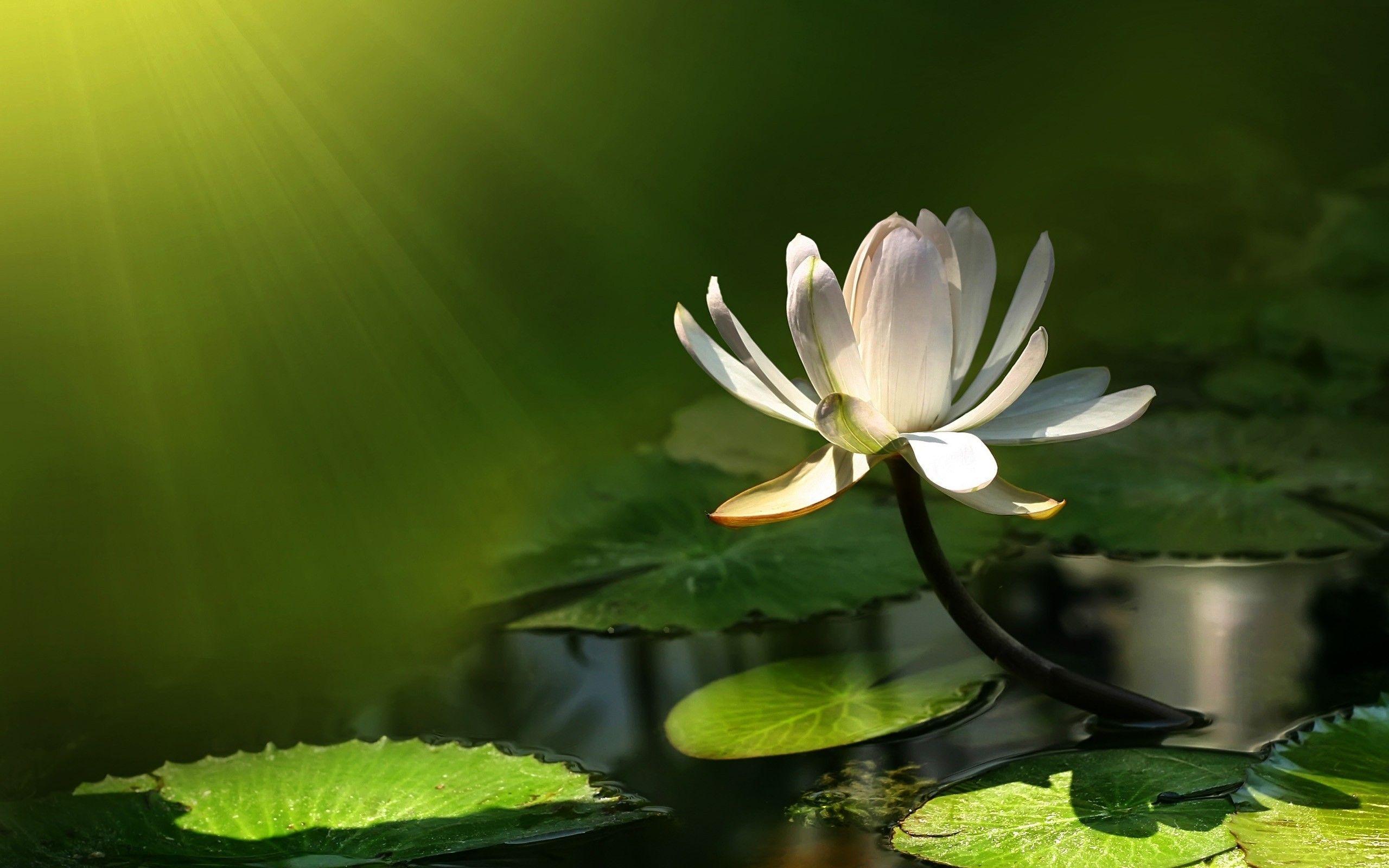 And they're really versatile too. Lily Pad Wallpapers Top Free Lily Pad Backgrounds Wallpaperaccess