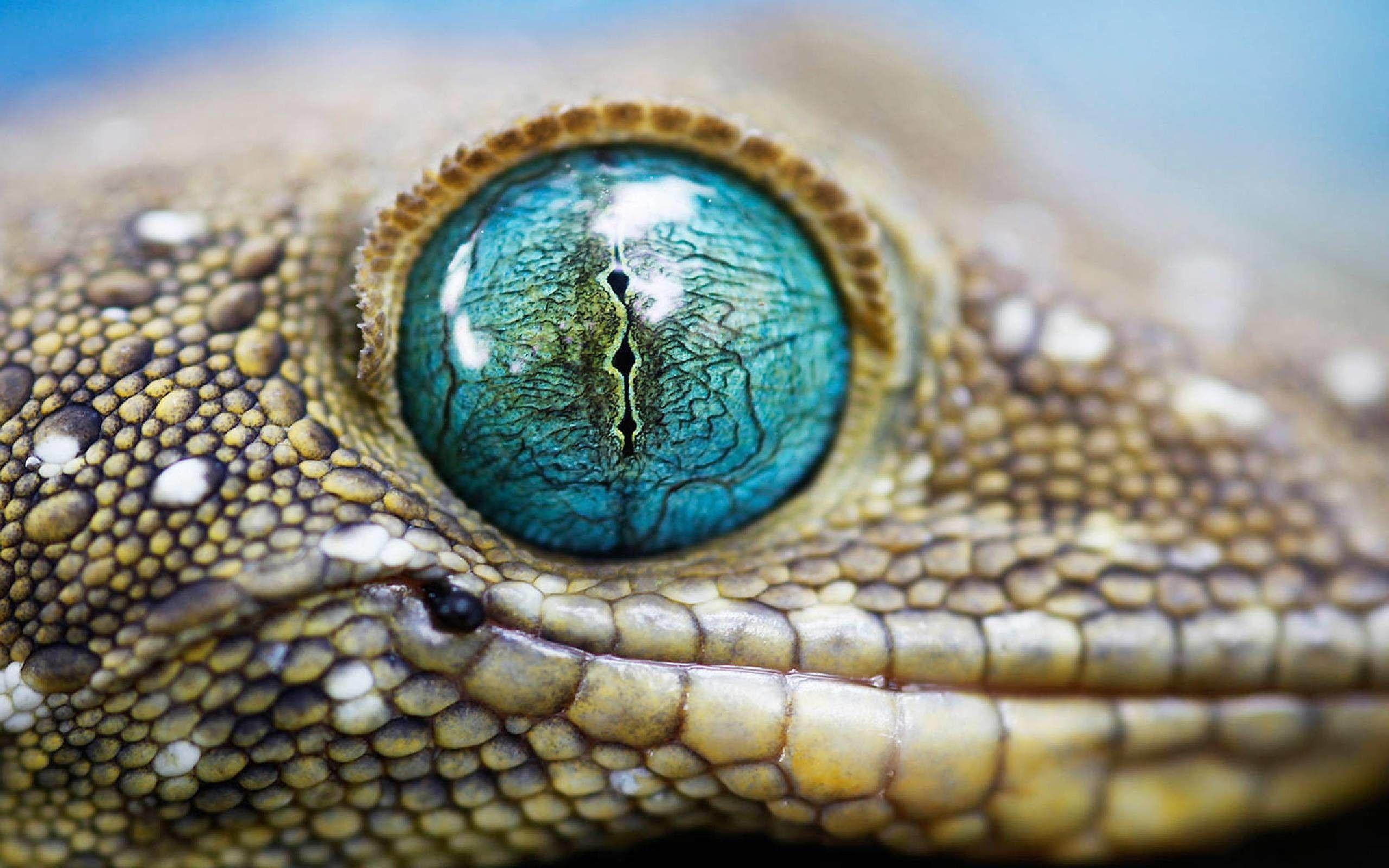 Check out this fantastic collection of cute lizard wallpapers, with 48 cute lizard background images for your desktop, phone or tablet. Cool Lizard Wallpapers Top Free Cool Lizard Backgrounds Wallpaperaccess