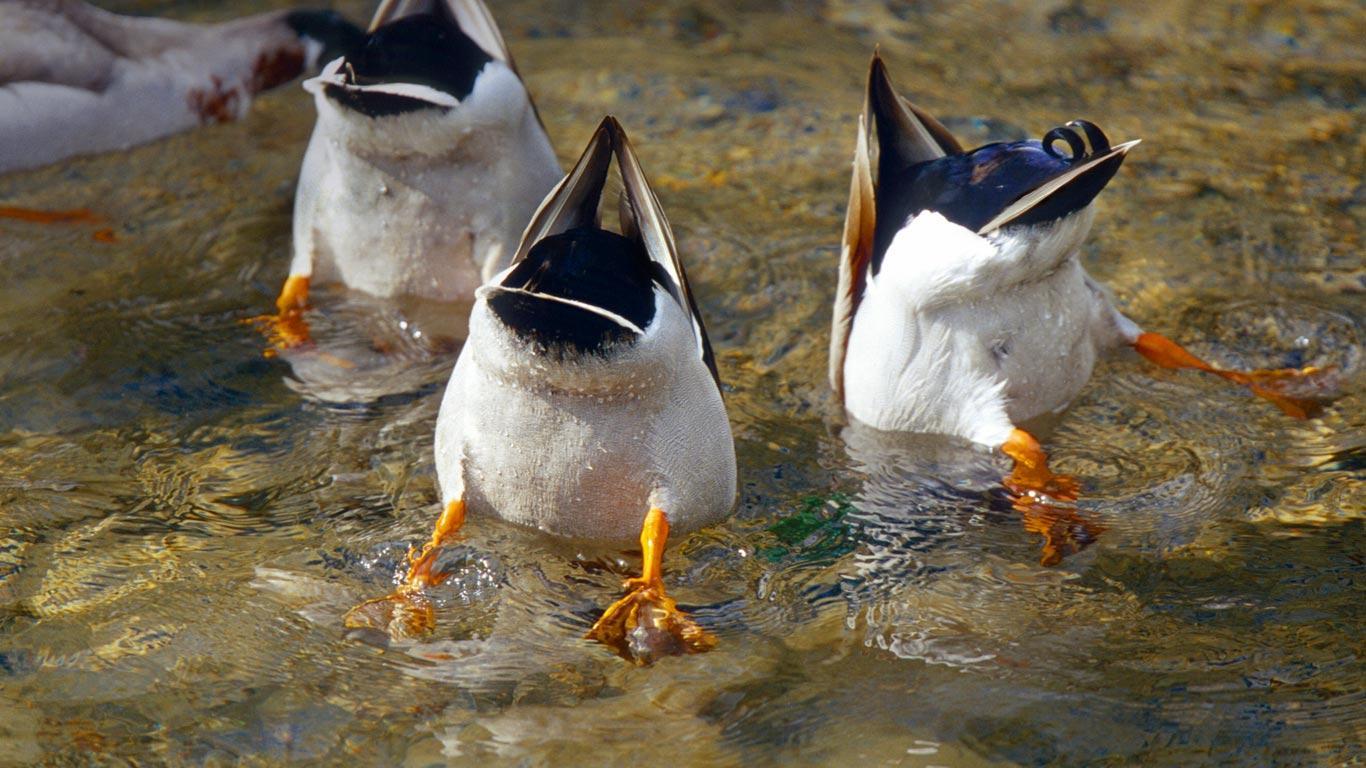 Rezension aus kanada am 10. Duck Hunting Desktop Wallpapers - Top Free Duck Hunting