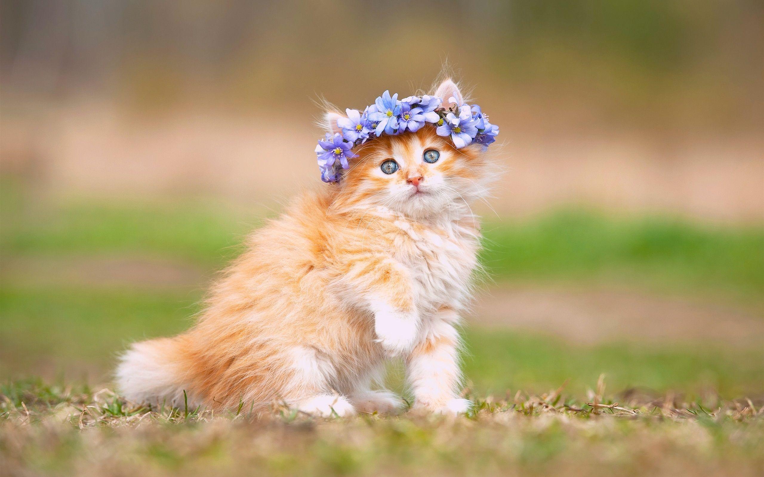Cute kitten wallpapers
