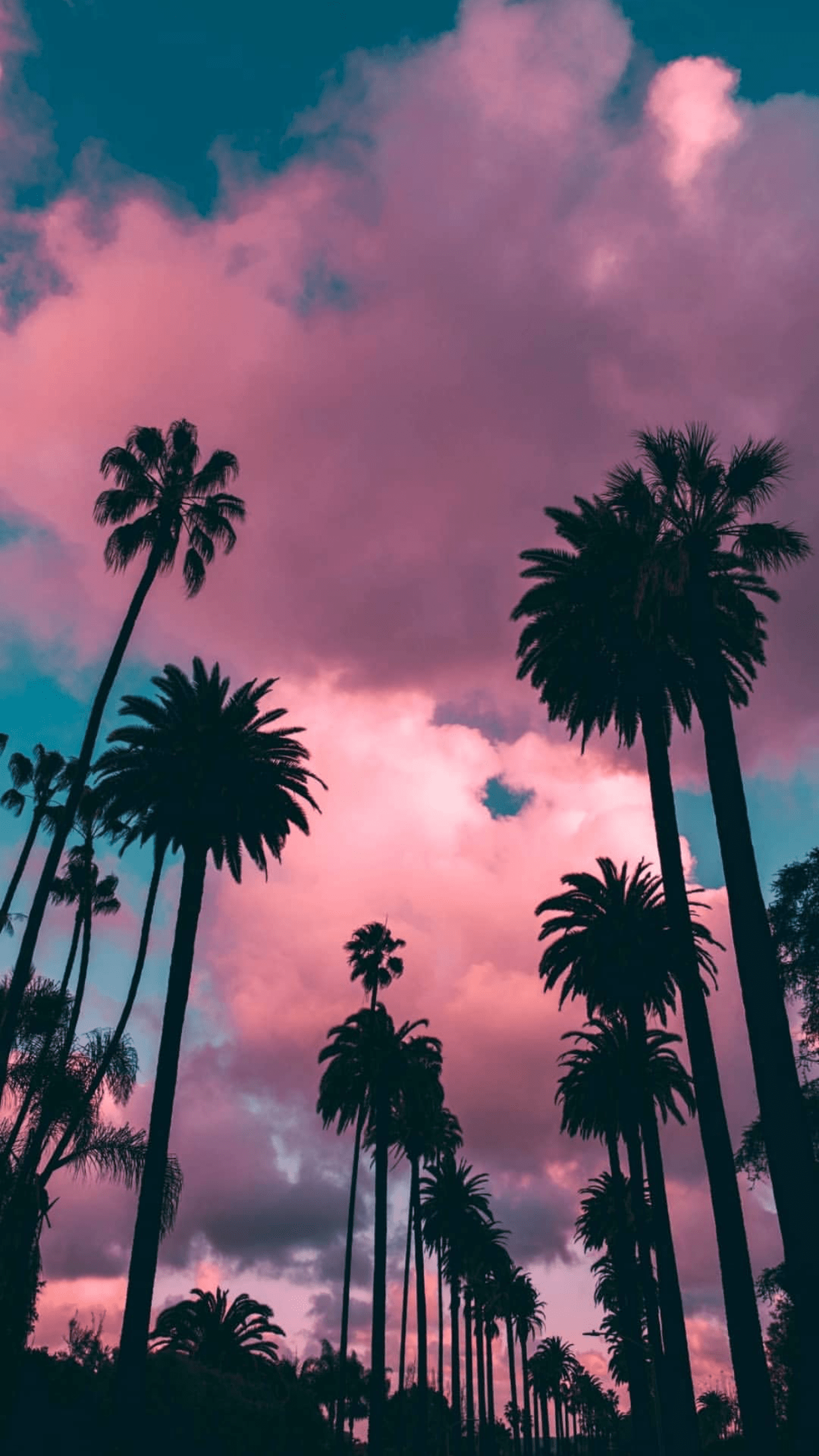 Download hd wallpapers for free on unsplash. Palm Tree Sunset Wallpapers Top Free Palm Tree Sunset Backgrounds Wallpaperaccess