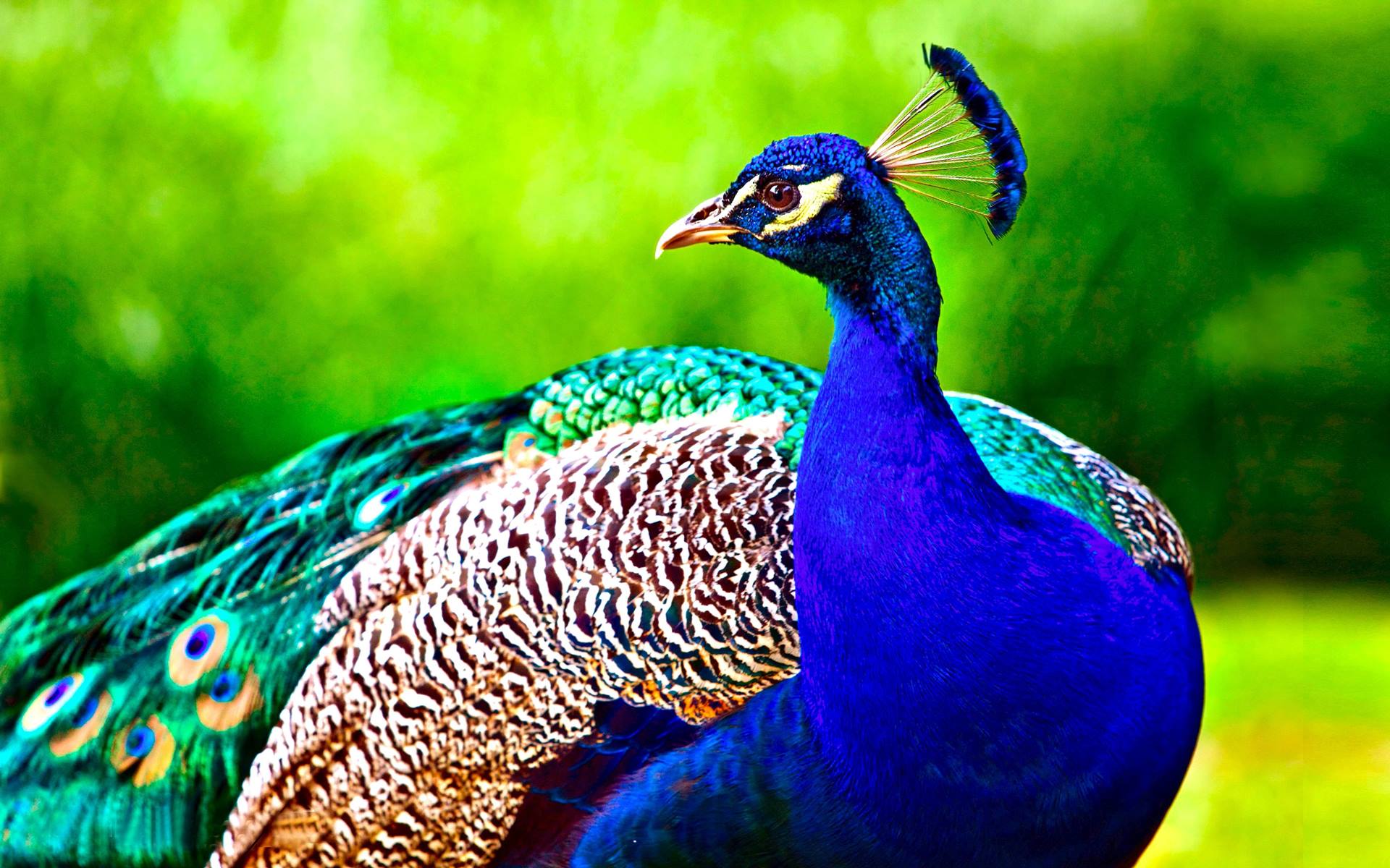 Download the perfect peacock feather pictures. Peacock Hd Wallpapers Top Free Peacock Hd Backgrounds Wallpaperaccess