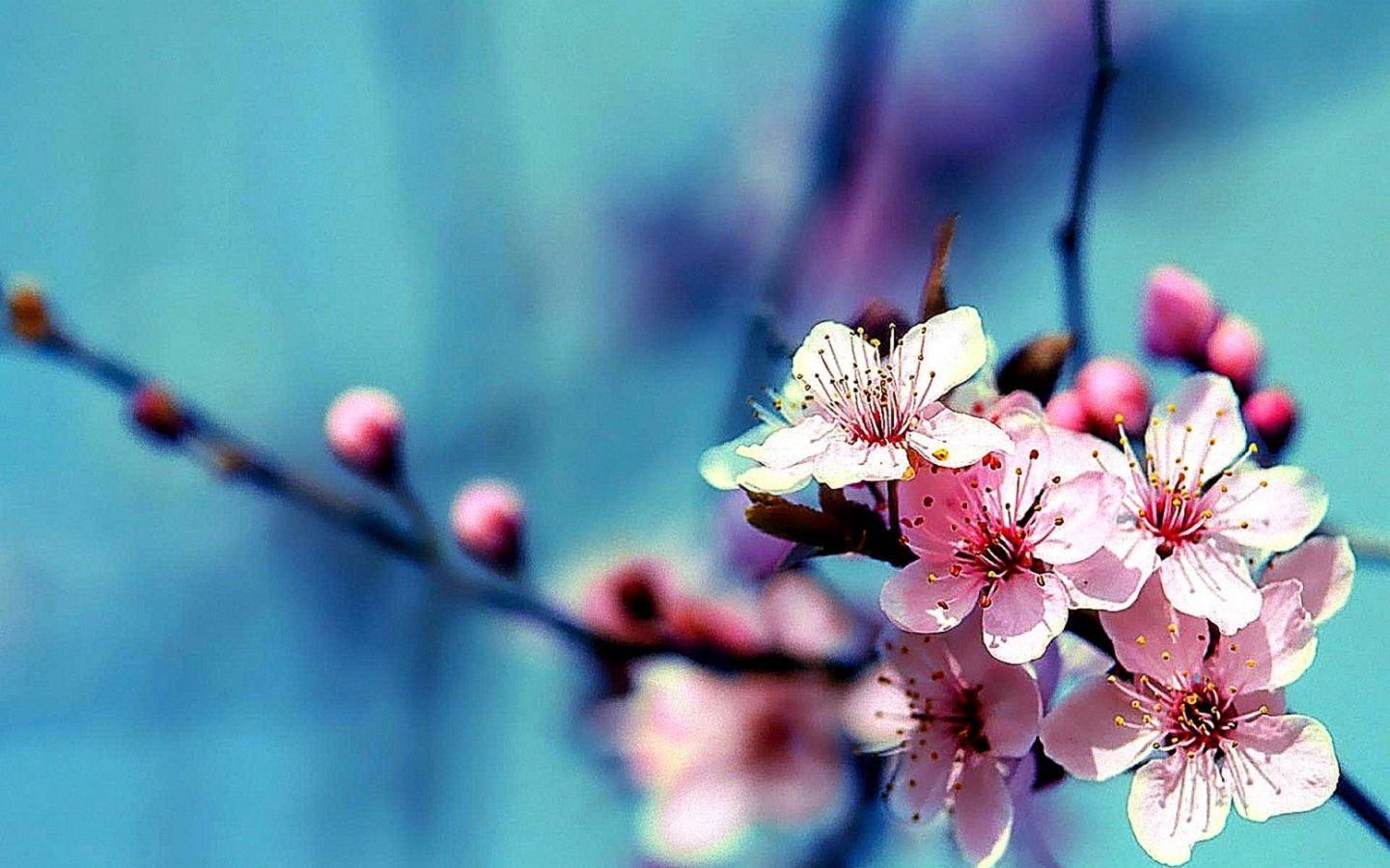 Flowers iphone wallpaper | minimal phone lock screen | blue floral phone background | blue flowers lock screen wallpaper. May Flowers Wallpapers Top Free May Flowers Backgrounds Wallpaperaccess