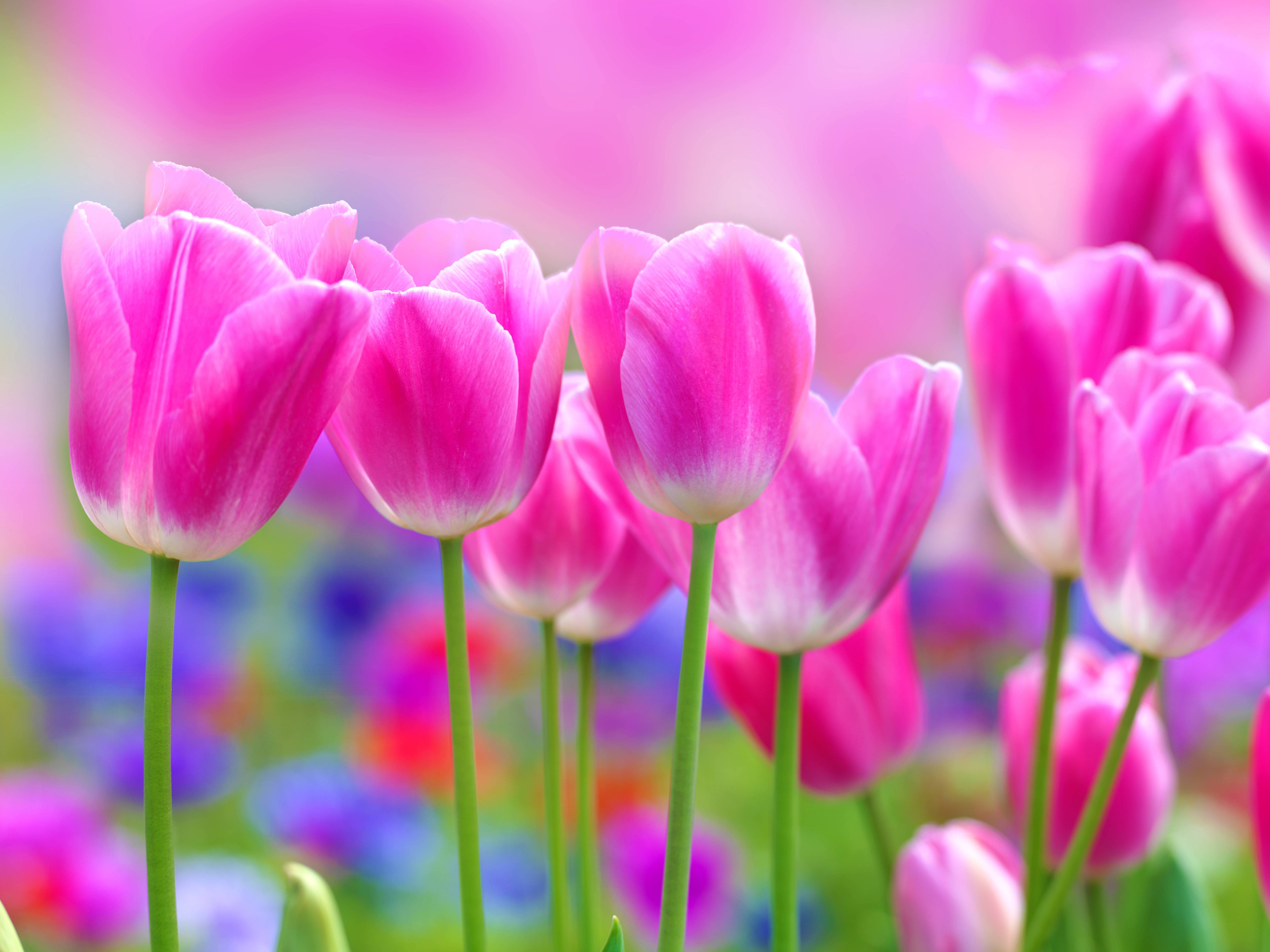 Colorful outdoor backgrounds can help you to feel relaxed or energized for the rest of the day. Full Hd Flowers Wallpapers Top Free Full Hd Flowers Backgrounds Wallpaperaccess