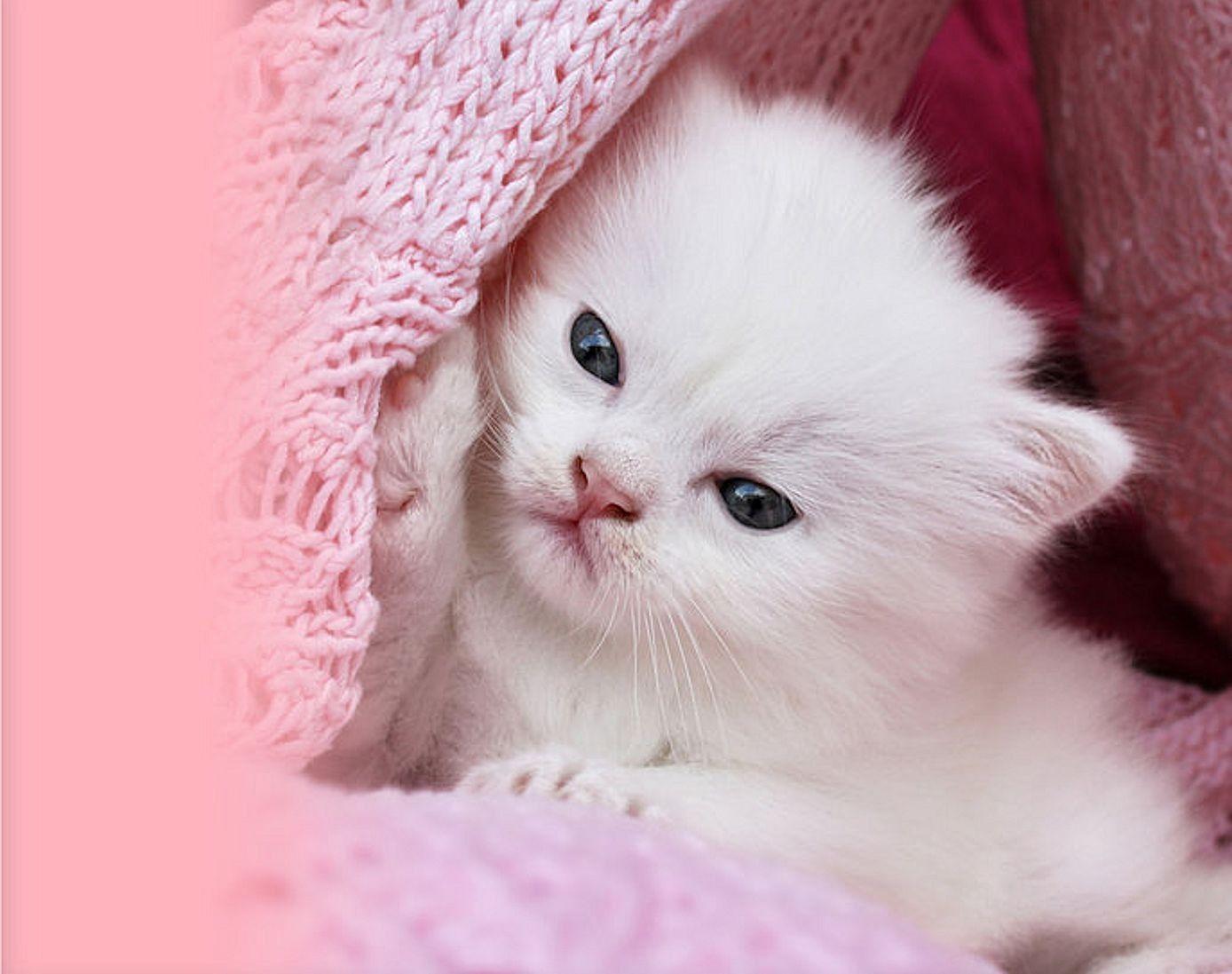 Pink cat wallpapers