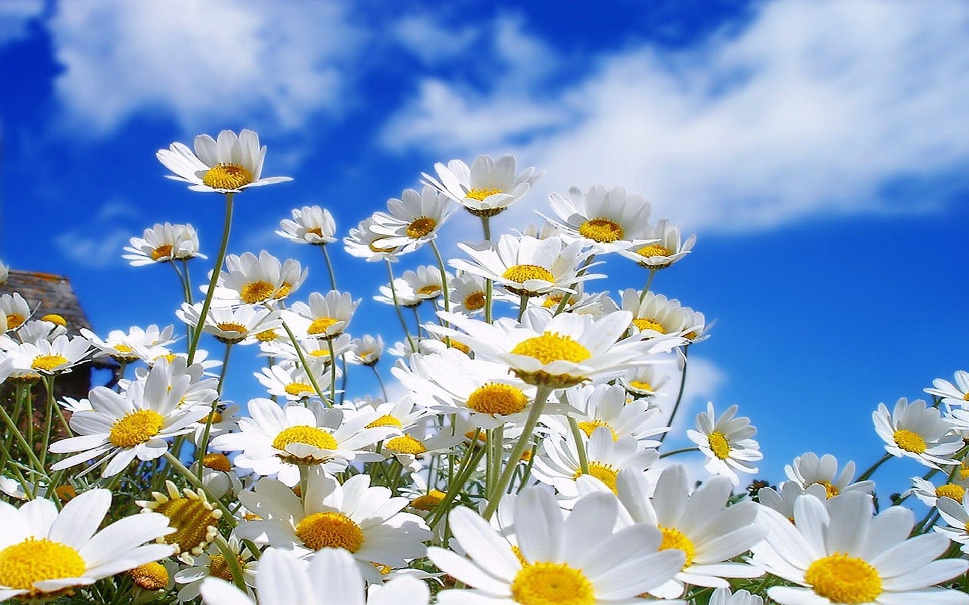 daisy wallpapers top free daisy backgrounds on field of daisies wallpapers