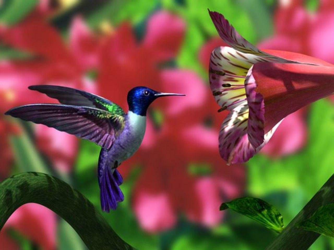 Free for commercial use ✓ no attribution required . Humming Bird Wallpapers Top Free Humming Bird Backgrounds Wallpaperaccess