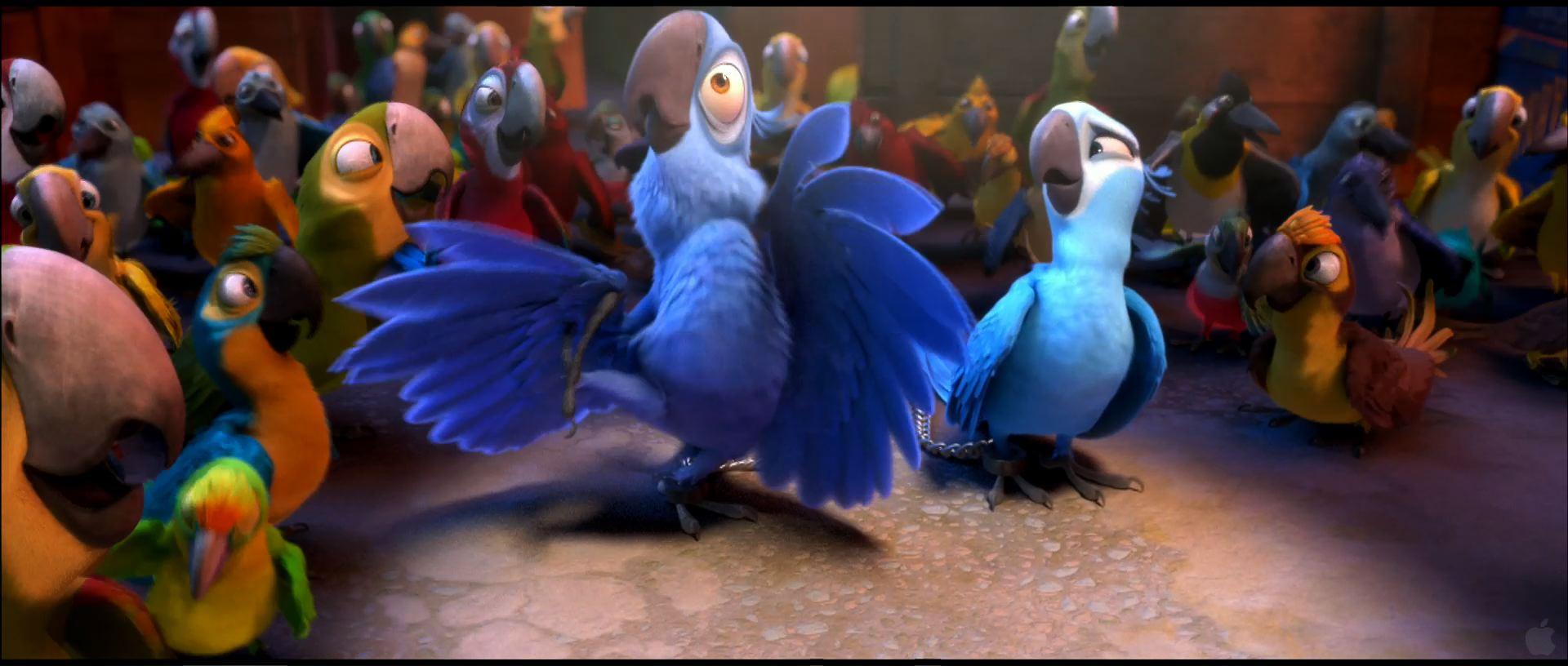 Rio birds wallpapers